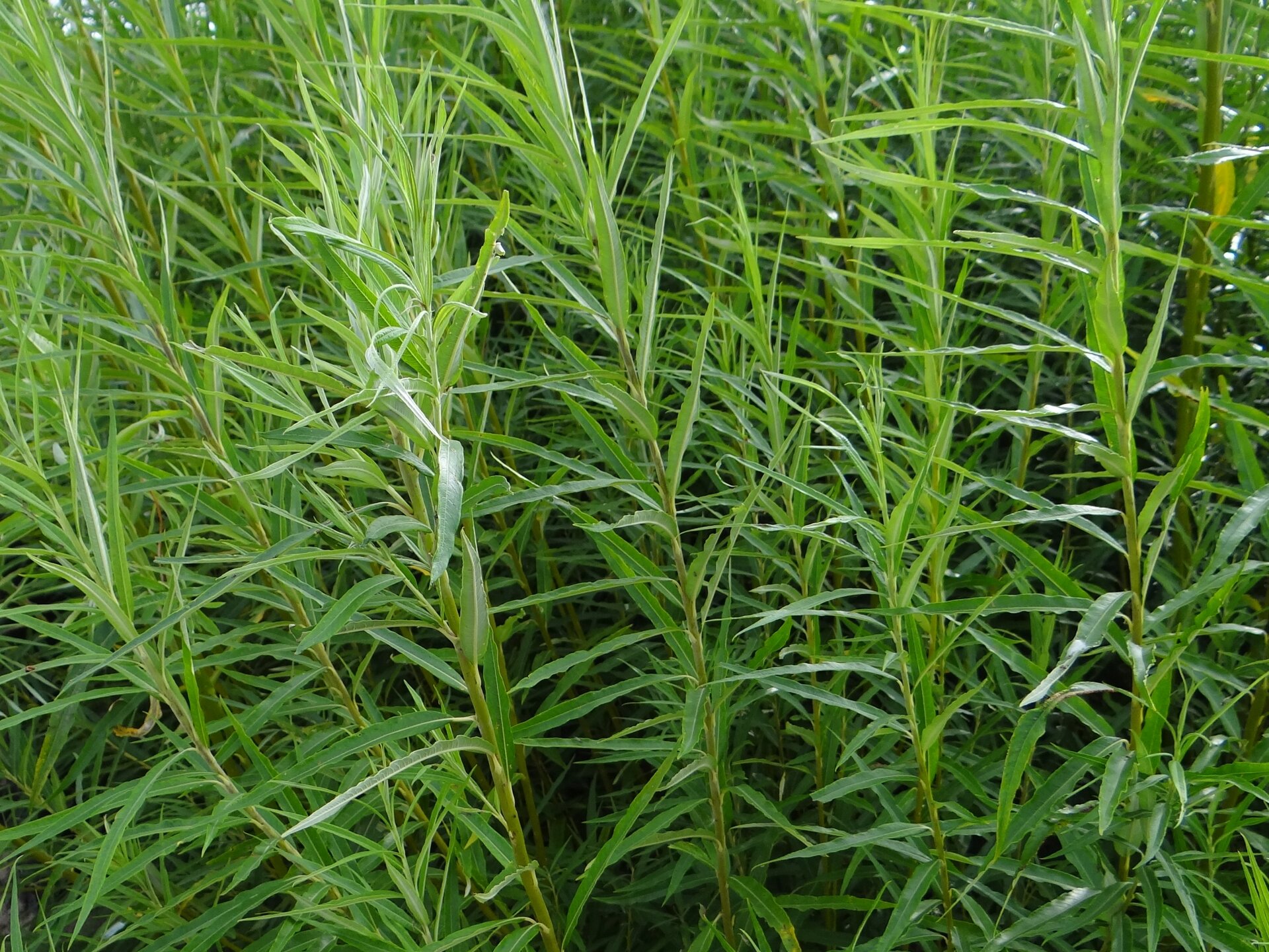 Fotografia przedstawia gęsto posadzone obok siebie niewielkie sadzonki wierzby. Delikatne, młode, intensywnie zielone rośliny o wysokości kilkudziesięciu centymetrów. Posiadają bardzo liczne, drobne, podłużne listki.