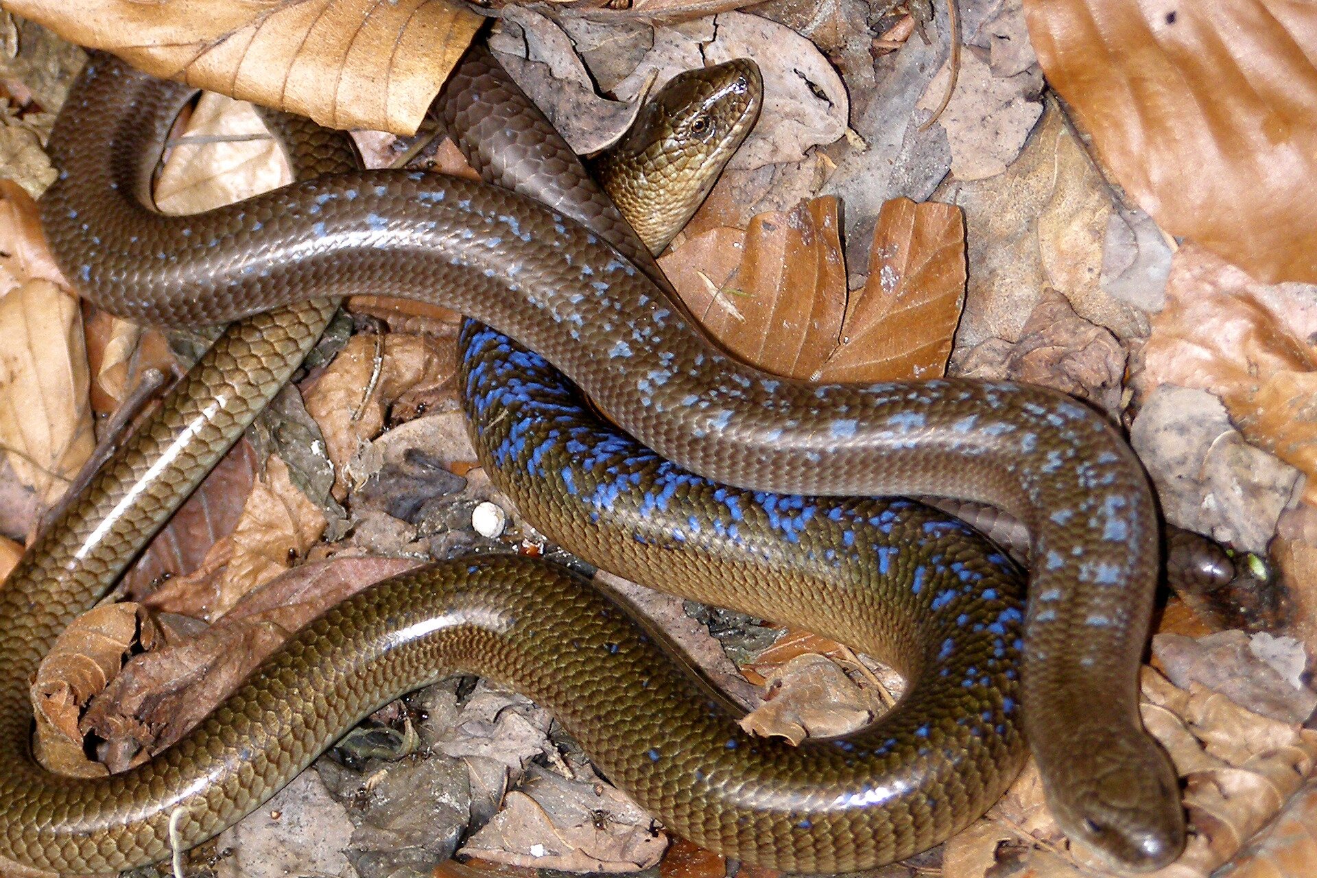 Fotografia przedstawia dwie brązowe jaszczurki beznogie – padalce. Leżą zwinięte na brązowych liściach. Głowa jest mała. Na ciele drobne łuski, gładkie, ułożone w rzędy. Na skórze do połowy węża niebieskie plamki. 