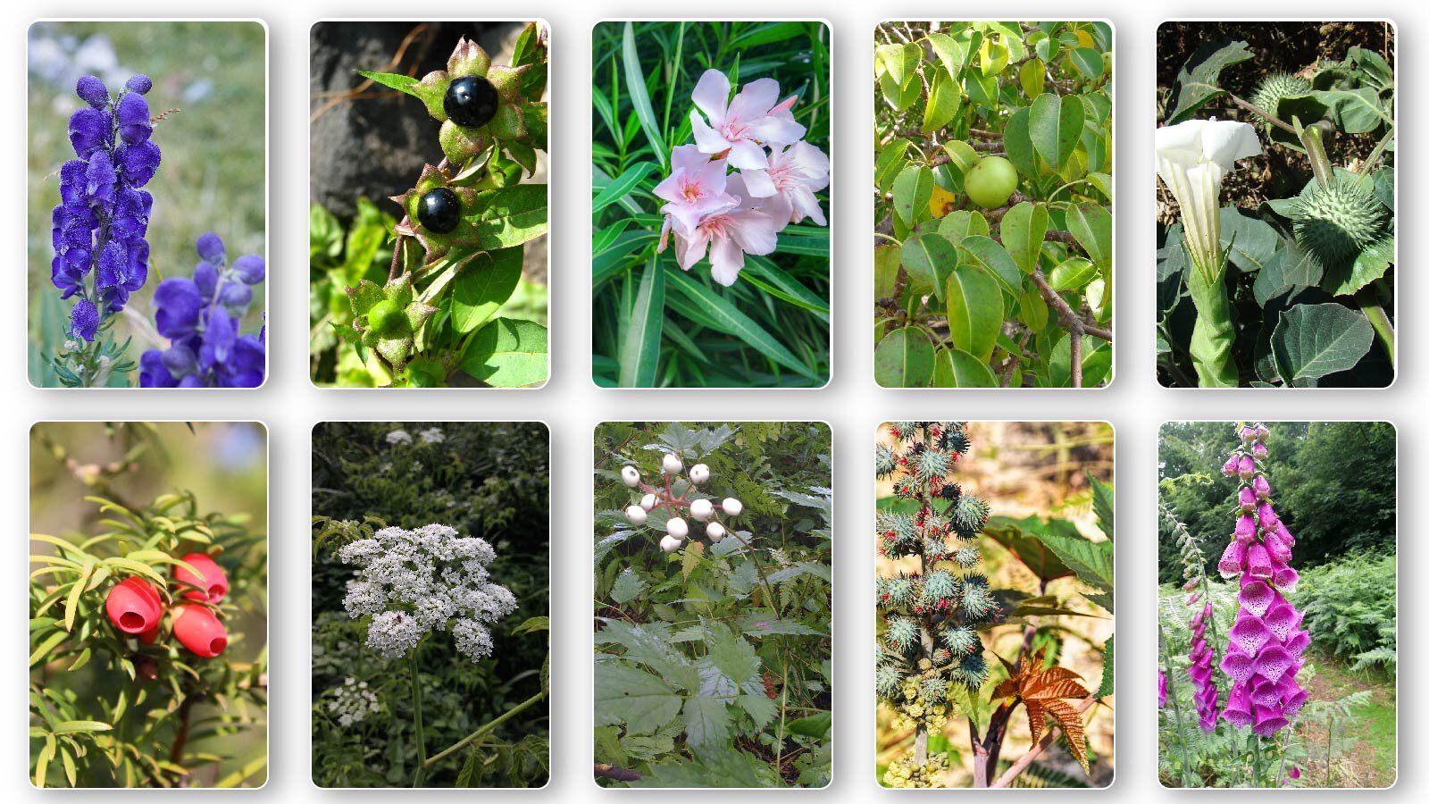 Grafika składa się z 8 zdjęć przedstawiających trujące rośliny. Zdjęcia ułożono w dwóch rzędach. Ukazane rośliny to: tojad, krzew wilczej jagody, oleander, manchineel, bieluń dziędzierzawa, cis pospolity, kropidło szafranowe, czerniec biały, rycyna, naparstnica purpurowa. 