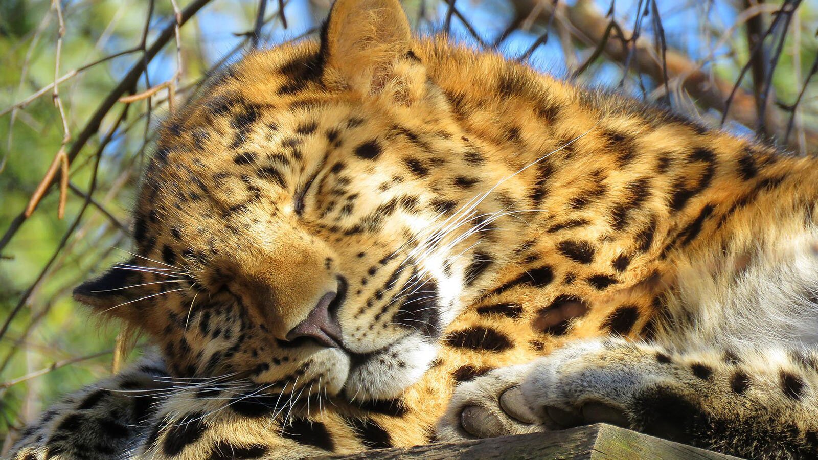 Zdjęcie przedstawia śpiącego w listowiu lamparta amurskiego. Jego głowa opiera się na łapach. Ma błyszczącą sierść w kolorze miodu w czarne plamki. 