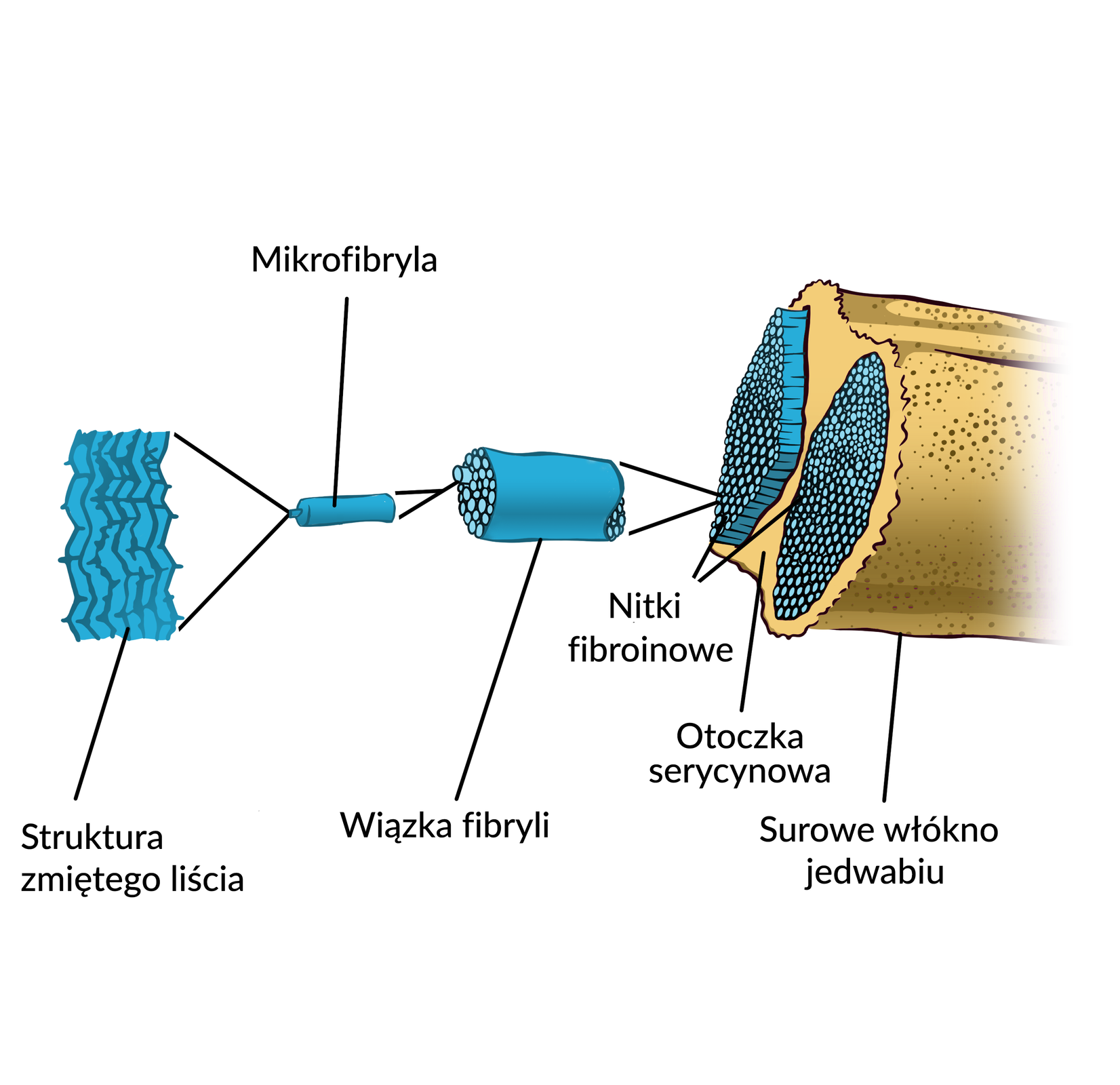 Ilustracja przedstawia model nitki surowego jedwabiu. Z zewnątrz nitka pokryta jest otoczką serycynową, wewnątrz znajdują się drobniejsze nitki tak zwane nitki fibroinowe. Składają się one z wiązki fibryli, zbudowane z mikrofibryli a te mają strukturę zmiętego liścia.