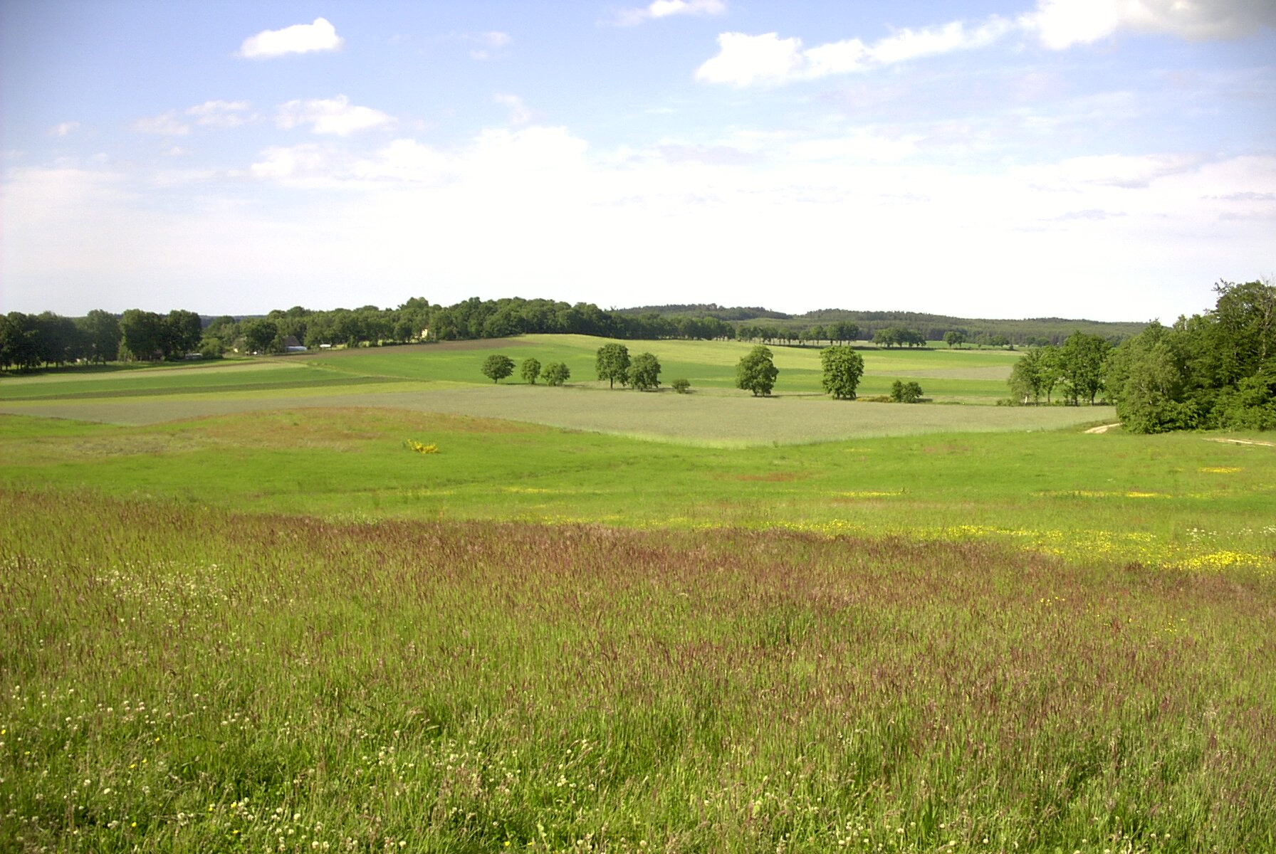 Zdjęcie przedstawia lekko pofalowany teren składający się z pól uprawnych i łąk. W tle las.
