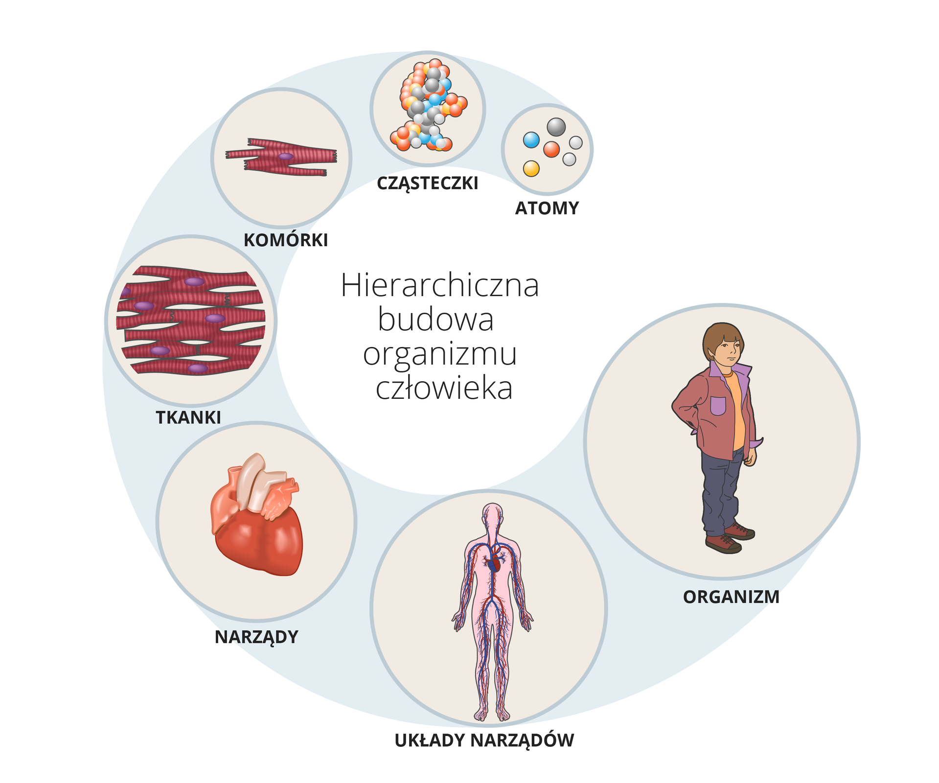 Schemat ilustruje hierarchię w budowie organizmu człowieka, na którą składają się kolejno: atomy, cząsteczki, komórki, na przykład komórka mięśniowa, tkanki, na przykład tkanka mięśniowa poprzecznie prążkowana serca, narządy, na przykład serce, układy narządów, na przykład układ krwionośny, i organizm człowieka.