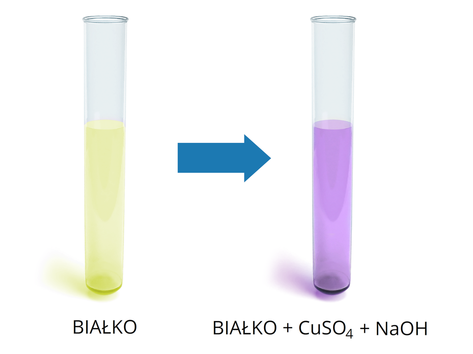 Na ilustracji ukazano dwie probówki z umieszczoną pomiędzy nimi niebieską strzałką w prawo. W pierwszej probówce znajduje się jasnożółta substancja podpisana jako: białko. W drugiej probówce substancja ma kolor intensywnie fioletowy i podpisana jest jako: białko dodać C u S O indeks dolny, cztery, koniec indeksu dolnego dodać N a O H.