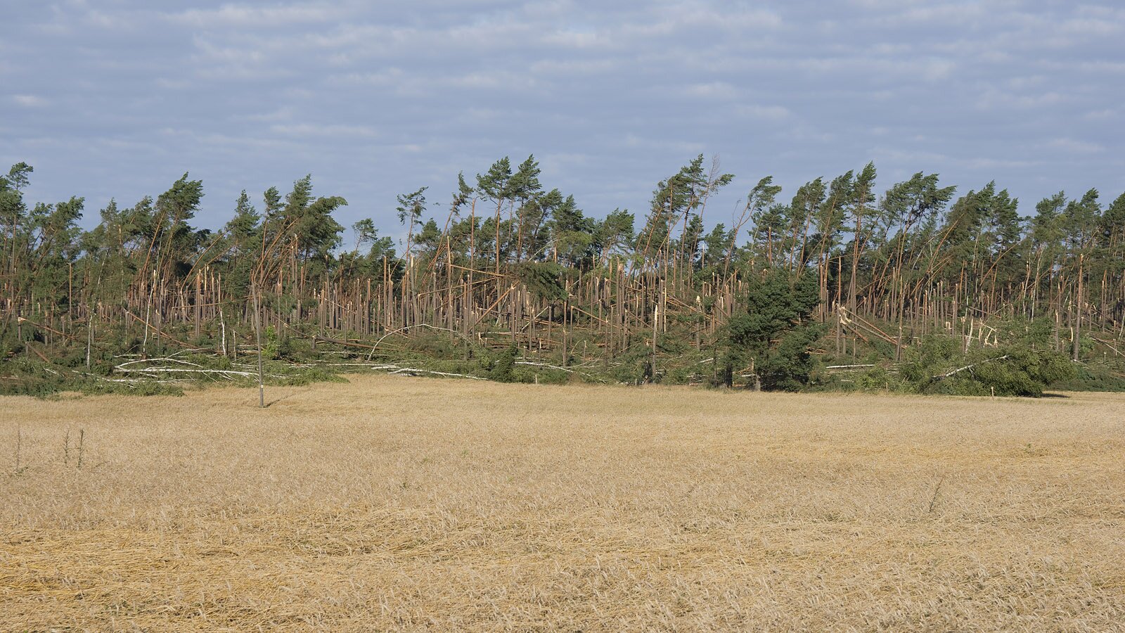 Zdjęcie prezentujące bór sosnowy, w którym około połowa drzew jest powalona lub połamana na skutek działania silnego wiatru. Na pierwszym planie płaski teren.