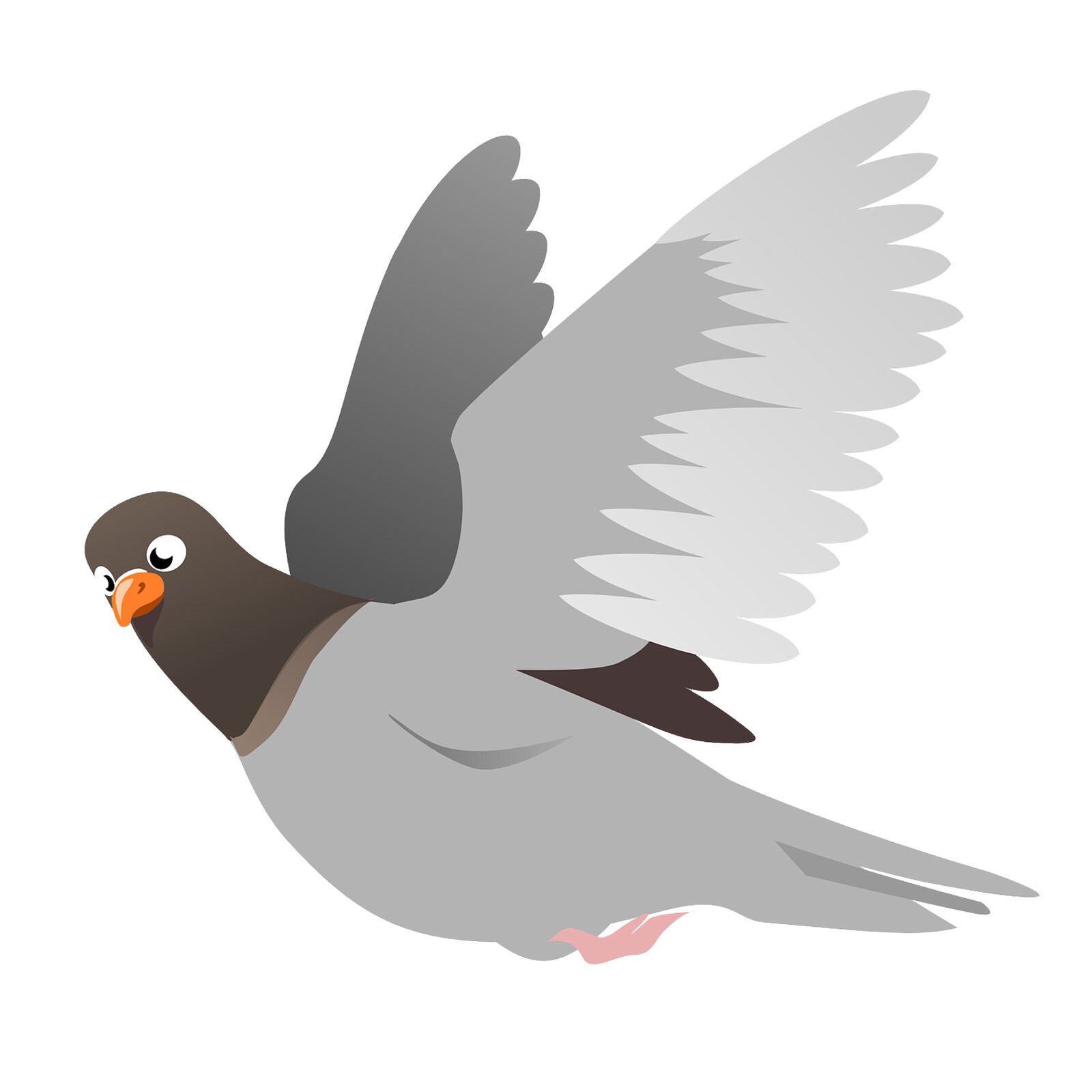 Na ilustracji znajduje się szary gołąb. 