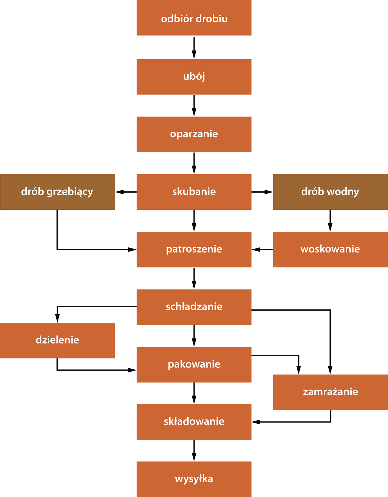 Grafika ilustruje schemat technologiczny uboju drobiu i obróbki poubojowej. Pierwszym etapem jest odbiór drobiu, następnie wykonywany jest ubój ptaków i oparzanie. Kolejnym krokiem jest skubanie drobiu z piór – następnie drób grzebiący jest patroszony natomiast drób wodny jest wcześniej woskowany. Po patroszeniu drób należy schłodzić. Na tym etapie mięso można podzielić na części i zapakować, zamrozić i zapakować lub zapakować ptaka w całości. Tak przygotowany drób jest składowany i wysyłany. 