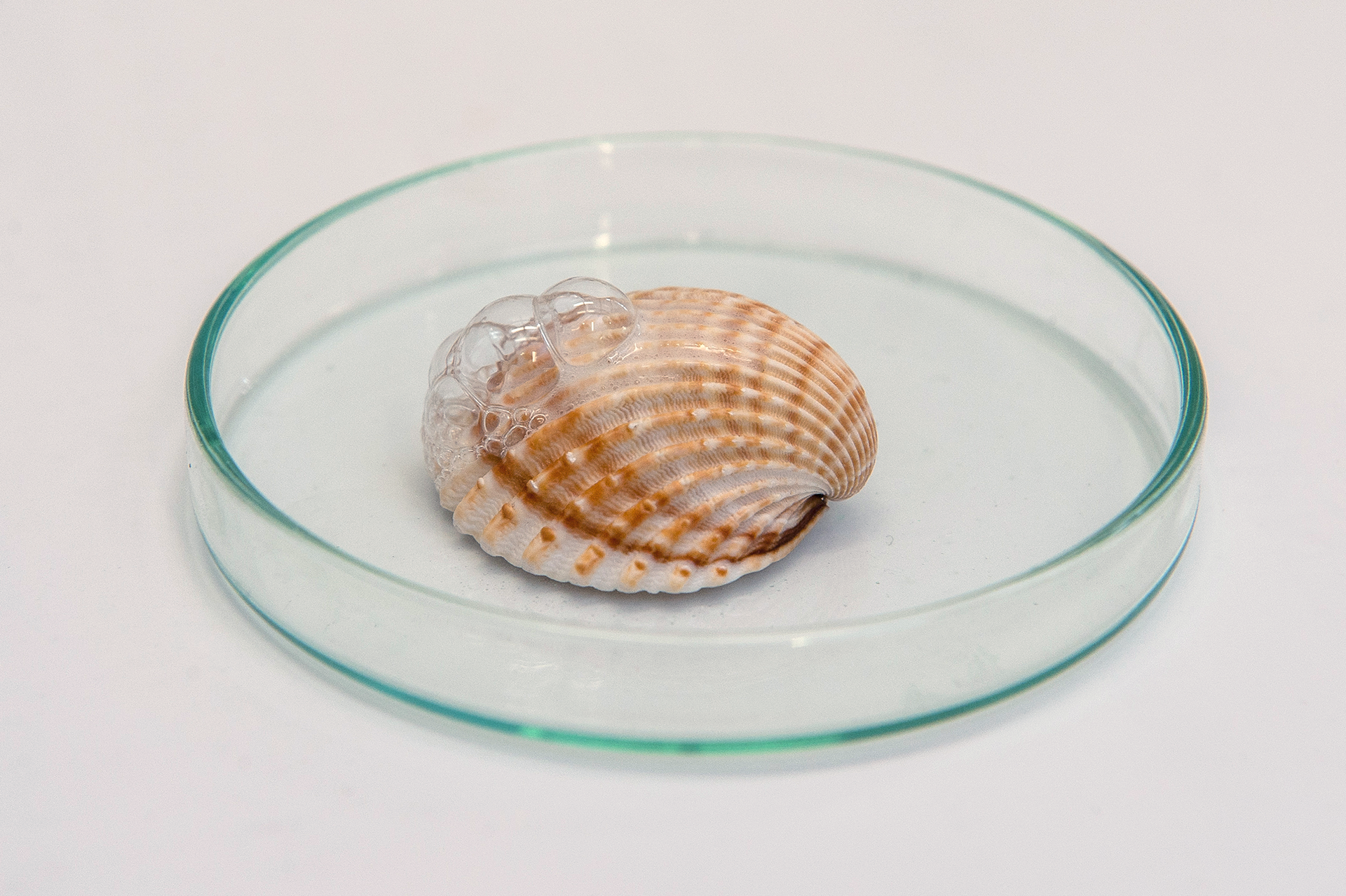 Trzecie zdjęcie galerii przedstawia zbliżenie na szalkę z muszlą. Tu również widoczne jest pienienie się na powierzchni muszli, w miejscu gdzie został naniesiony kwas.