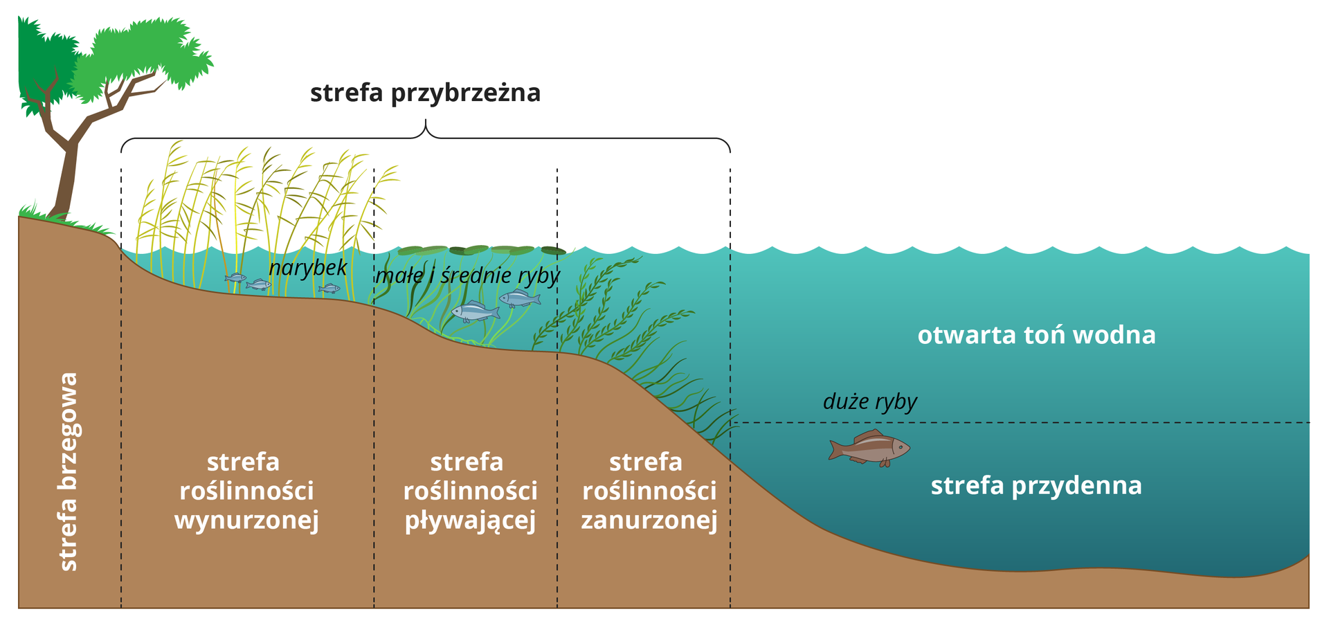 Ilustracja przedstawia przekrój prez brzegową część jeziora. Na tle wody zaznaczone strefy jeziora przybrzeżna, otwarta toń wodna i strefa denna.