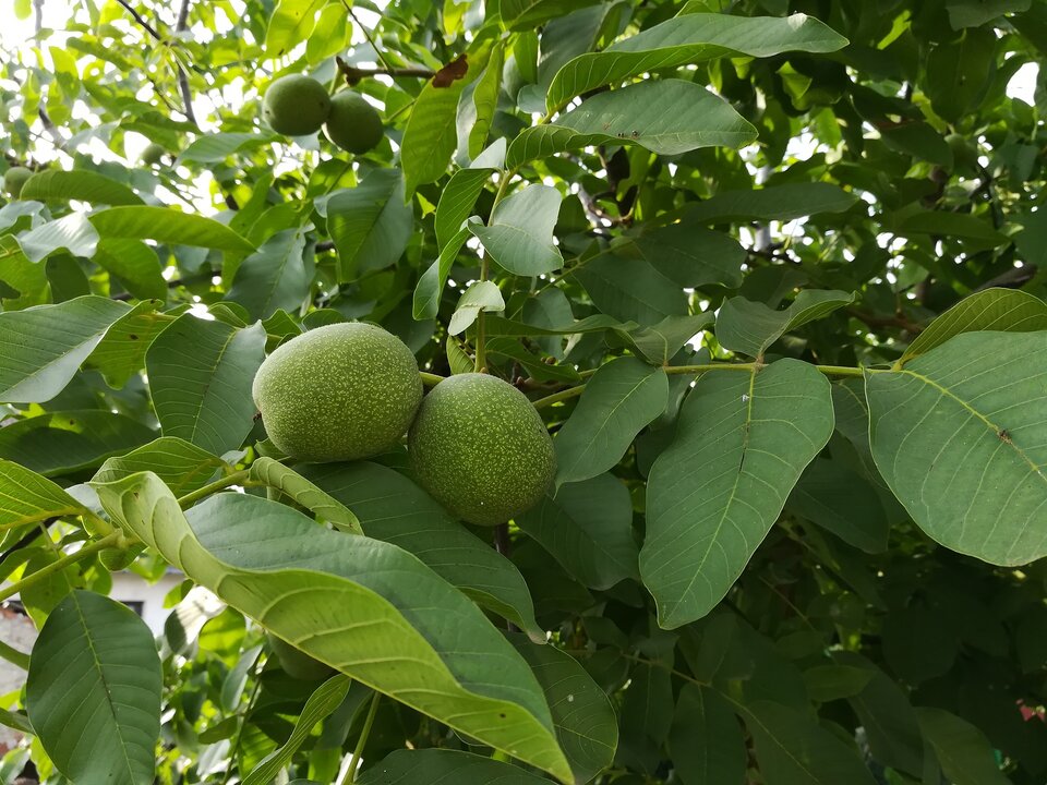 Zdjęcie ukazuje gałęzie oraz liście i owoce orzecha włoskiego. Liście są ułożone naprzeciwlegle. Owoce zielone, delikatnie nakrapiane, owalne.