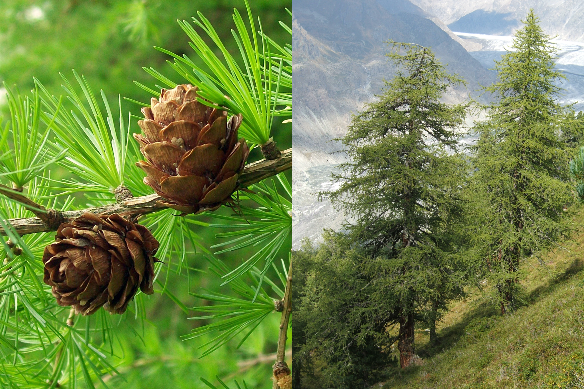 Fotografia z lewej przedstawia gałąź modrzewia europejskiego z krótkimi igłami w pęczkach. Na gałęzi stoją dwie małe, okrągłe brązowe szyszki. Po prawej fotografia przedstawia dwa duże drzewa na tle górskiego krajobrazu.