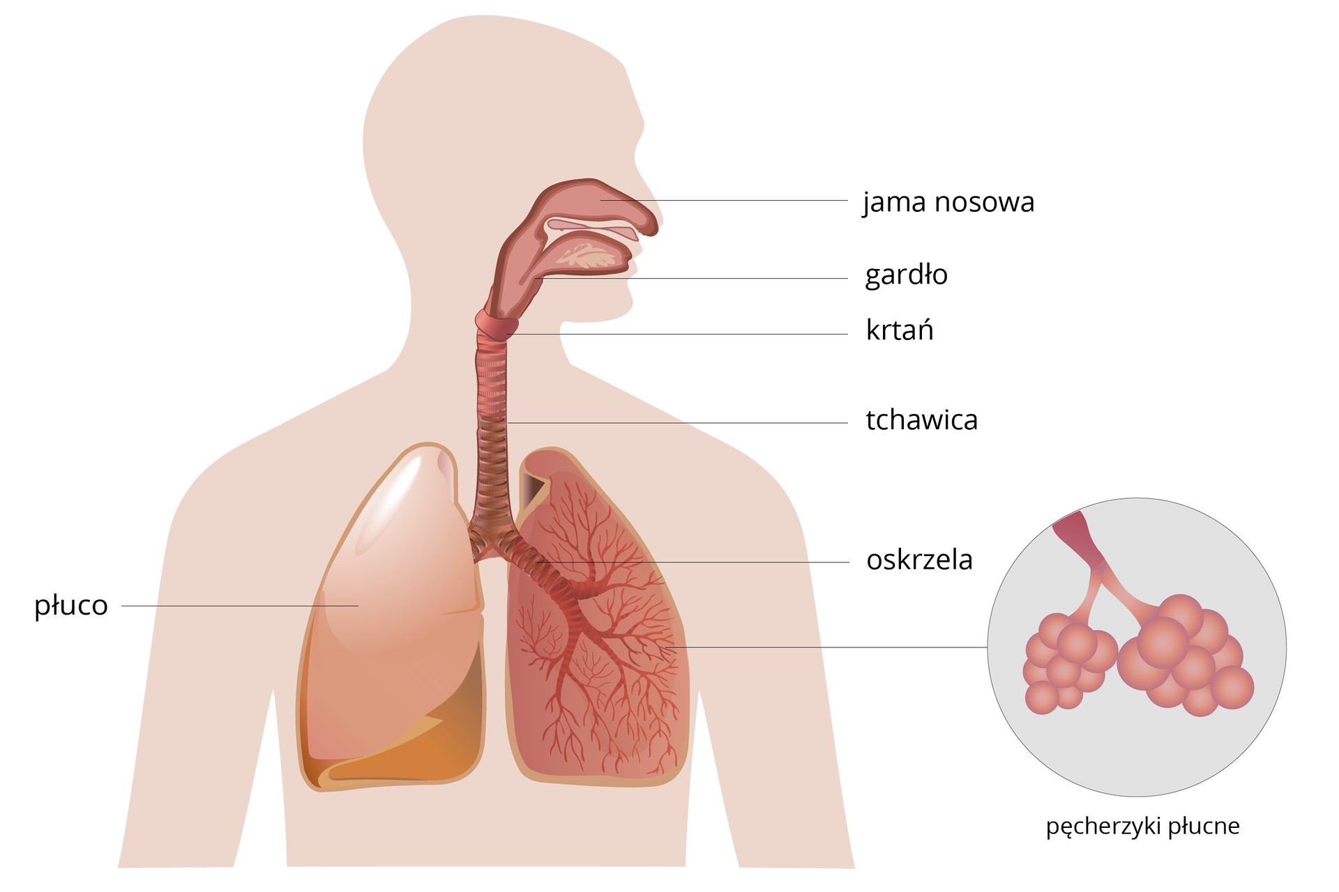 Schemat, przedstawiający budowę układu oddechowego człowieka z opisem narządów: jama nosowa, gardło, krtań, tchawica, oskrzela oraz płuco. W prawej dolnej części schematu przybliżenie pęcherzyków płucnych.