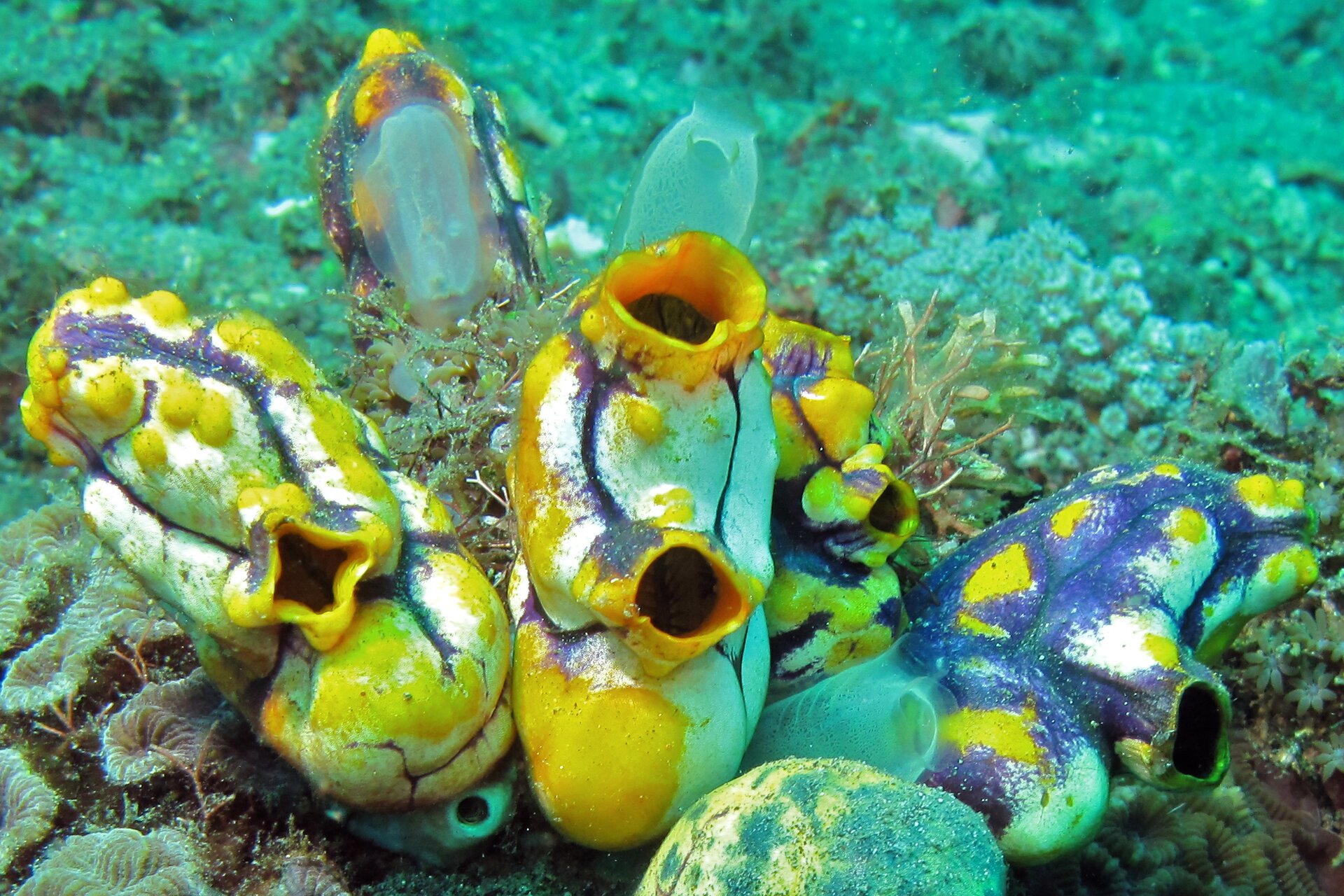 Zdjęcie przedstawia kolonię tryskaczy morskich, osłonic z gromady żachw. Są to podłużne, walcowate organizmy. Mają kolor żółty, granatowy i biały z brodawkami i otworami - syfonami wpustowymi do otworu gębowego.