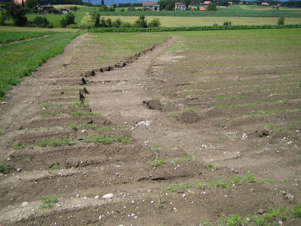 Na zdjęciu widoczny jest przykład erozji powierzchniowej na polu uprawnym, pole jest zniszczone przez przecinający je wcześniej w poprzek bieg wody. 