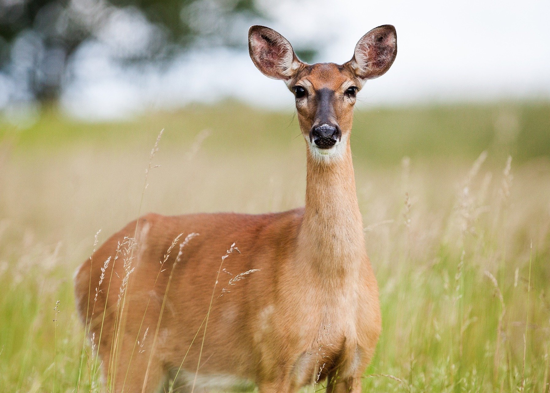 Fotografia sarny stojącej w trawie. Duże, stojące uszy, długa szyja, smukła budowa.