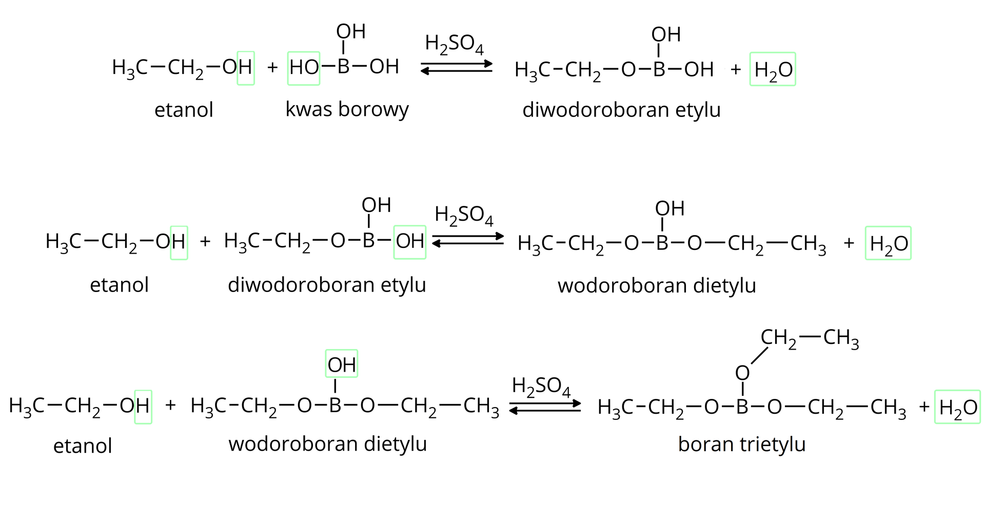 Ilustracja przedstawia trzy równania reakcji otrzymywania estru kwasu borowego. Równanie pierwsze. Cząsteczka etanolu CH3CH2OH, w której zakreślono na niebiesko atom wodoru grupy hydroksylowej w obecności kwasu siarkowego(&lt;math aria‑label="sześć"&gt;VI) reaguje z borowym zbudowanym z atomu boru połączonego z trzema grupami hydroksylowymi OH. Jedna z nich została zakreślona na niebiesko. Powstaje cząsteczka diwodoroboranu etylu zbudowanego z atomu boru połączonego z dwiema grupami hydroksylowymi OH oraz z grupą CH3CH2O, dodać cząsteczka wody H2O zakreślona na niebiesko. Równanie drugie. Cząsteczka etanolu CH3CH2OH, w której zakreślono na niebiesko atom wodoru grupy hydroksylowej w obecności kwasu siarkowego(&lt;math aria‑label="sześć"&gt;VI) reaguje z diboranem etylu zbudowanym z atomu boru połączonego z grupą CH3CH2O oraz z dwiema grupami hydroksylowymi OH, z których jedna zakreślona jest na niebiesko. Powstaje wodoroboran dietylu zbudowany z atomu boru połączonego z dwiema grupami CH3CH2O oraz z grupą OH, dodać cząsteczka wody H2O zakreślona na niebiesko. Równanie trzecie. Cząsteczka etanolu CH3CH2OH, w której zakreślono na niebiesko atom wodoru grupy hydroksylowej w obecności kwasu siarkowego(&lt;math aria‑label="sześć"&gt;VI) reaguje z cząsteczką wodoroboranu dietylu zbudowanego z boru połączonego z dwiema grupami CH3CH2O oraz z grupą OH. Powstaje cząsteczka boranu trietylu zbudowanego z atomu boru połączonego z trzema grupami CH3CH2O, dodać cząsteczka wody H2O zakreślona na niebiesko.