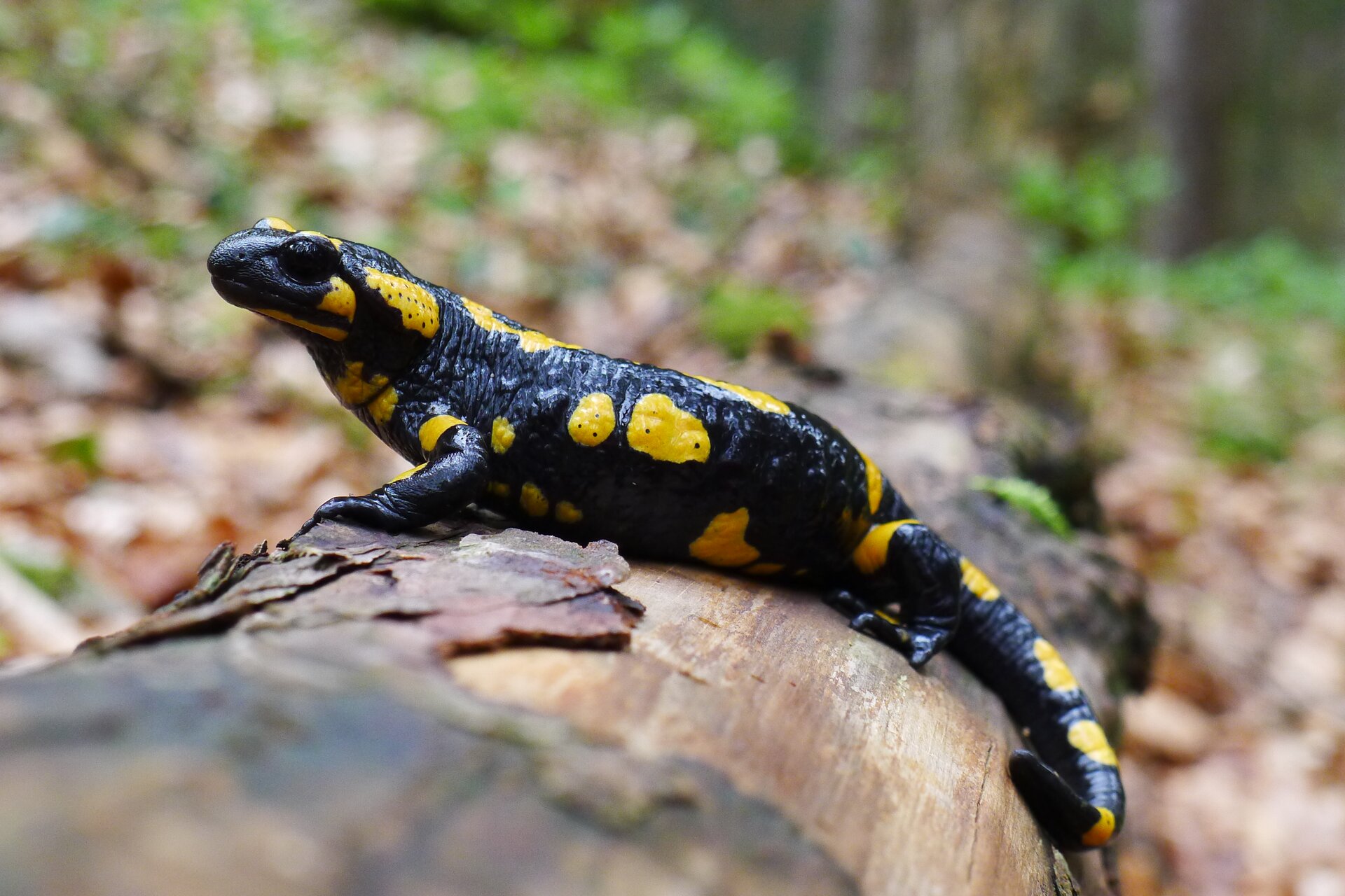 Salamandra plamista. Zwierzę ma krępe ciało czarne z żółtymi plamami o nieregularnym kształcie. Na głowie duże czarne oczy. Kończyny są krótkie.