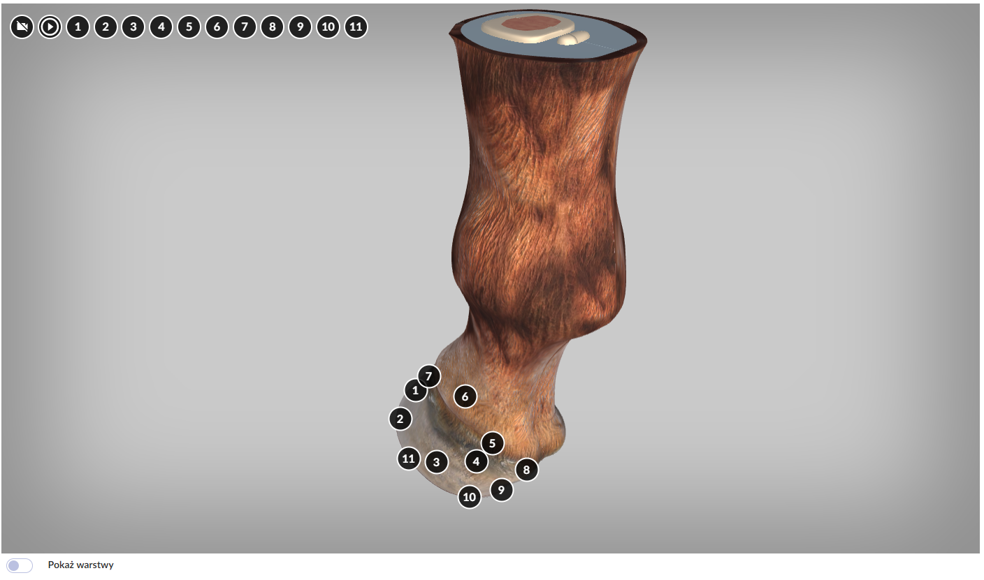 Widok planszy wizualizacji. Na szarym tle widoczna jest grafika przedstawiająca fragment końskiej nogi w przekrouj poprzecznym. Noga jest koloru brązowego, z włoskami Na kopycie oraz w lewym górnym rogu ekranu widocznych jest jedenaście cyfr w czarnych kółkach z białym obramowaniem.