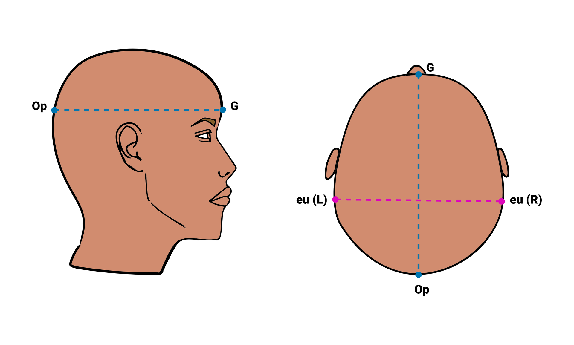 Grafika przedstawiająca położenie punktów glabella‑opisthocranium na czaszce. Punkt glabella znajduje się pośrodku czoła, a punkt opisthocranium pośrodku potylicy. 
