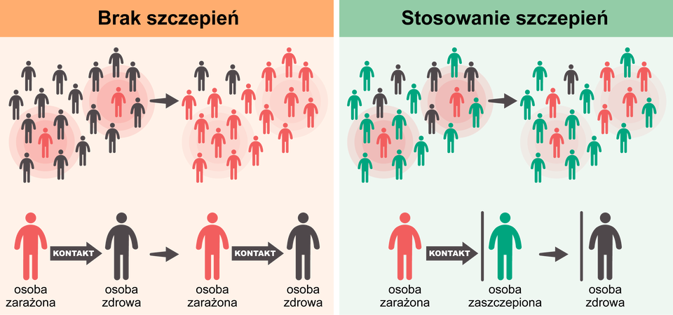 Dwie ilustracje obok siebie. Na ilustracjach są ludzkie sylwetki. Pierwsza ilustracja dotyczy braku szczepień, druga stosowania szczepień. Na pierwszej ilustracji w przypadku braku szczepień obrazek z dwiema osobami zarażonymi i kilkoma zdrowymi przechodzi w obrazek z dwiema osobami zdrowymi i kilkoma zarażonymi. W przypadku stosowania szczepień obrazek z dwiema osobami zarażonymi, czterema zdrowymi i dziesięcioma zaszczepionymi przechodzi w obrazek z sześcioma osobami zarażonymi, jedną zdrową i jedenastoma zaszczepionymi. 
