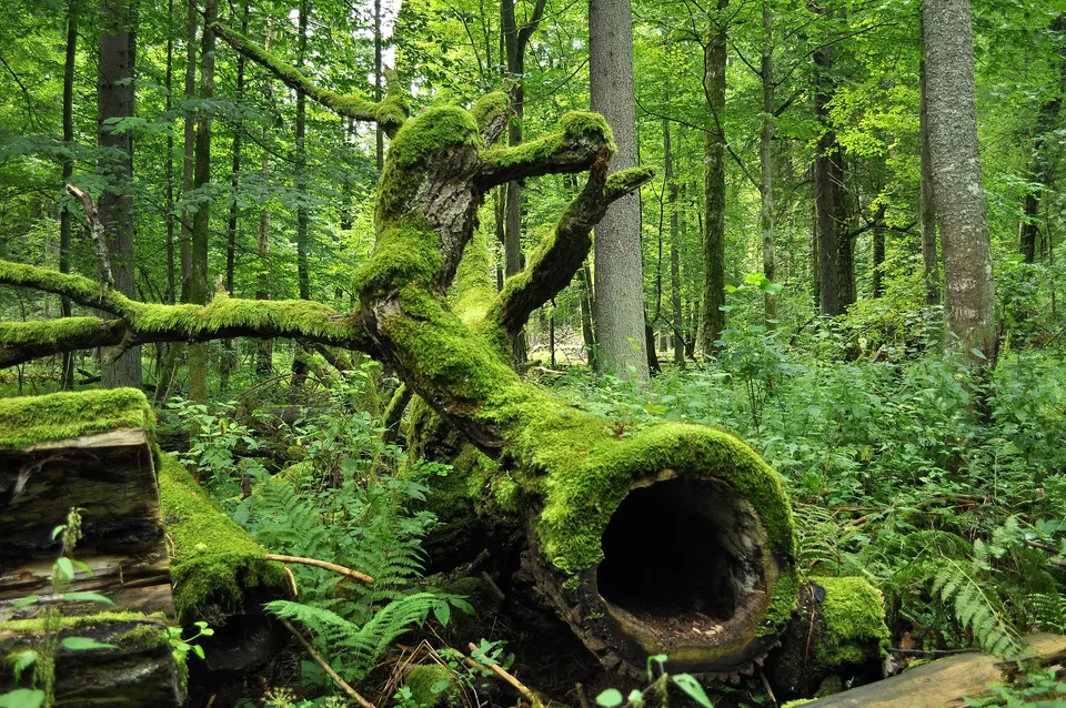 Powalone drzewo w głębi puszczy w porze letniej. Drzewo porasta gęsty mech, pień jest wydrążony w środku. Dookoła gęsty podszyt lasu, paprocie, konary powalonych drzew i fragmenty wysokich drzew.