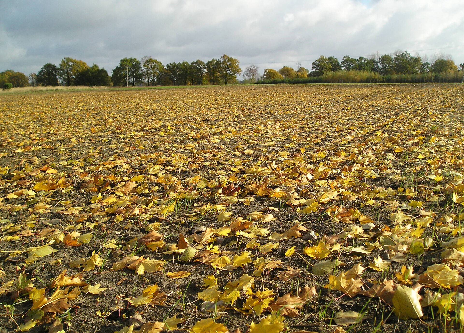 Zdjęcie przedstawia pole uprawne. Na nim znajduje się ochronna okrywa gleby (tzw. mulcz). Tworzą ją liście, słoma lub skoszona trawa. W oddali widać pojedyncze drzewa i niższe trawy, krzewy.