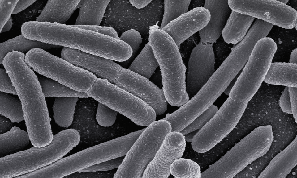 Ilustracja przedstawia bakterie widziane spod mikroskopu. Kształtem przypominają pałeczki. 