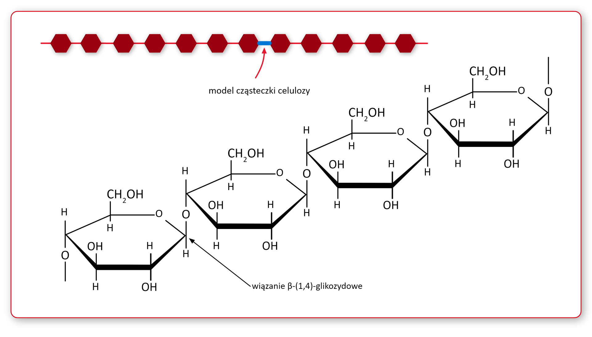 Ilustracja przedstawia wzór strukturalny celulozy. Celuloza tworzy nierozgałęziony, zbudowany liniowo łańcuch. Tworzą go cząsteczki D‑glukozy w postaci sześcioczłonowych pierścieni połączonych wiązaniami β‑1,4‑glikozydowymi. Nad wzorem jest łańcuch celulozy zbudowany z czerwonych, połączonych ze sobą w jednej linii sześciokątów.  