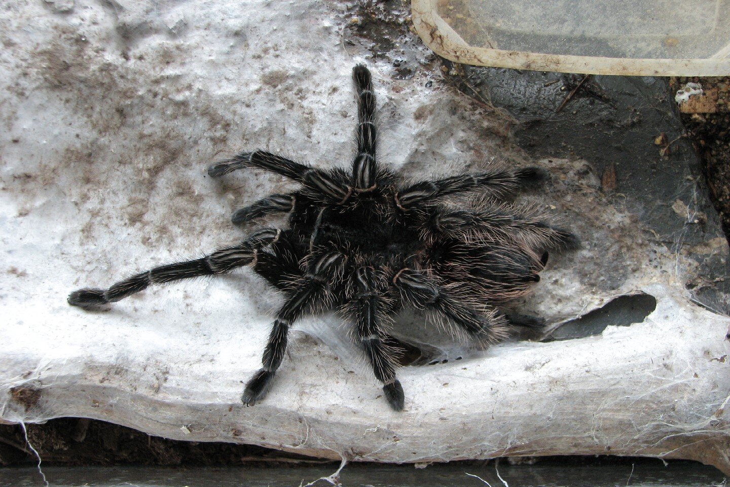 Fotografia przedstawia pająka ptasznika. Zwierzę jest czarne, pokryte szczecinkami. Porusza się na czterech parach długich odnóży. Przednia część ciała jest po prawej stronie zdjęcia. Z przodu ciała znajdują się dwie pary odnóży służących do chwytania pokarmu.