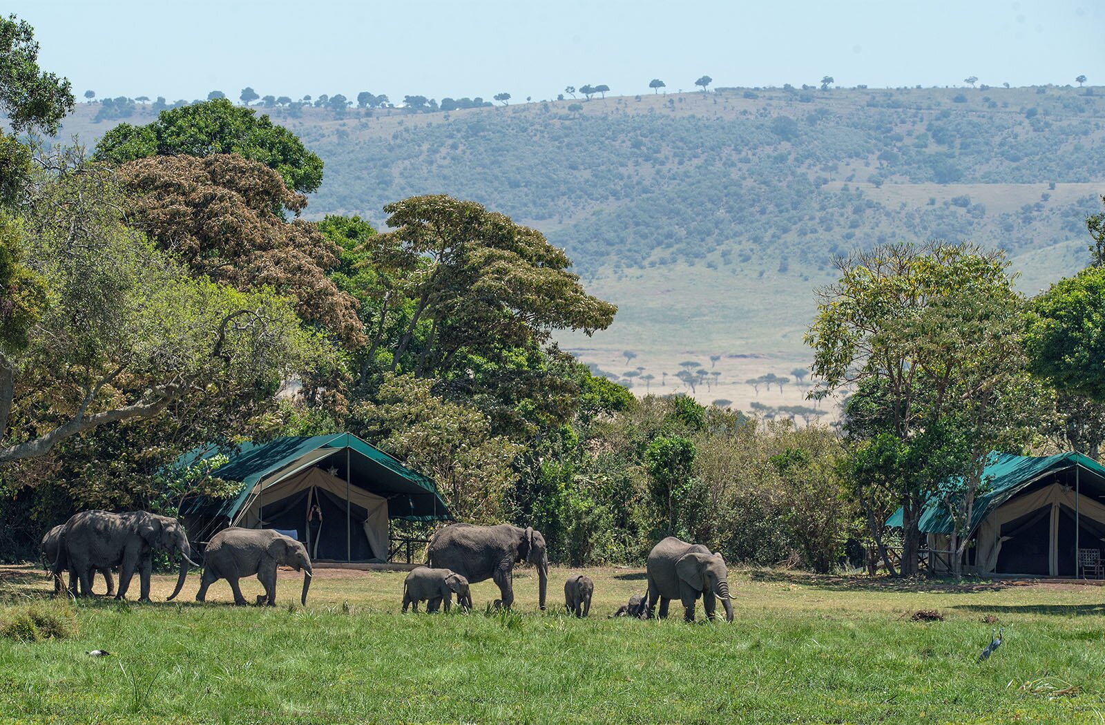 Zdjęcie przedstawia zieloną polanę porośniętą trawą, wokół której rosną drzewa. Tuż przed drzewami widoczne są dwa, duże rozbite namioty. Na polanie, przed namiotami, przechodzi stado złożone z pięciu dorosłych i trzech małych słoni. W tle widoczna góra porośnięta krzewami i drzewami.