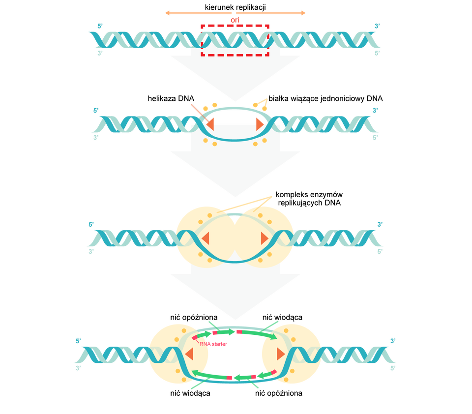 Schemat rozpoczęcia replikacji DNA składa się z czterech rysunków. Pierwszy z nich przedstawia dwie niebieskie, skręcone ze sobą linie. Pośrodku łańcucha z linii znajduje się punkt, od którego odchodzą dwie przeciwstawnie skierowane strzałki podpisane jako kierunek aplikacji. W środku łańcucha widnieje ramka z napisem ori. Kolejny rysunek przedstawia owalny kształt znajdujący się w środku łańcucha, który stanowi jego część. W środku tego owalnego kształtu są dwa przeciwstawnie zwrócone do siebie trójkąty ułożone poziomo podpisane helikaza DNA. Na zewnątrz owalu znajduje się osiem symetrycznie ułożonych punktów oznaczonych jako białka wiążące jednoniciowy DNA. Na kolejnym rysunku każdy z trójkątów i po cztery punkty otaczają dwa okręgi symetrycznie ułożone koło siebie. Są one podpisane jako kompleks enzymów replikujących DNA. Ostatni rysunek przedstawia poszerzony owalny kształt pośrodku łańcucha i oddalone od siebie okręgi wraz z ich częściami składowymi. W środku owalu znajdują się czerwono‑zielone strzałki okrążające go dookoła. Pierwsza z nich opisana jest jako nić wiodąca, kolejne, mniejsze jako nić opóźniona. Każda strzałka zakończona jest czerwonym niewielkim elementem z napisem RNA starter. 
