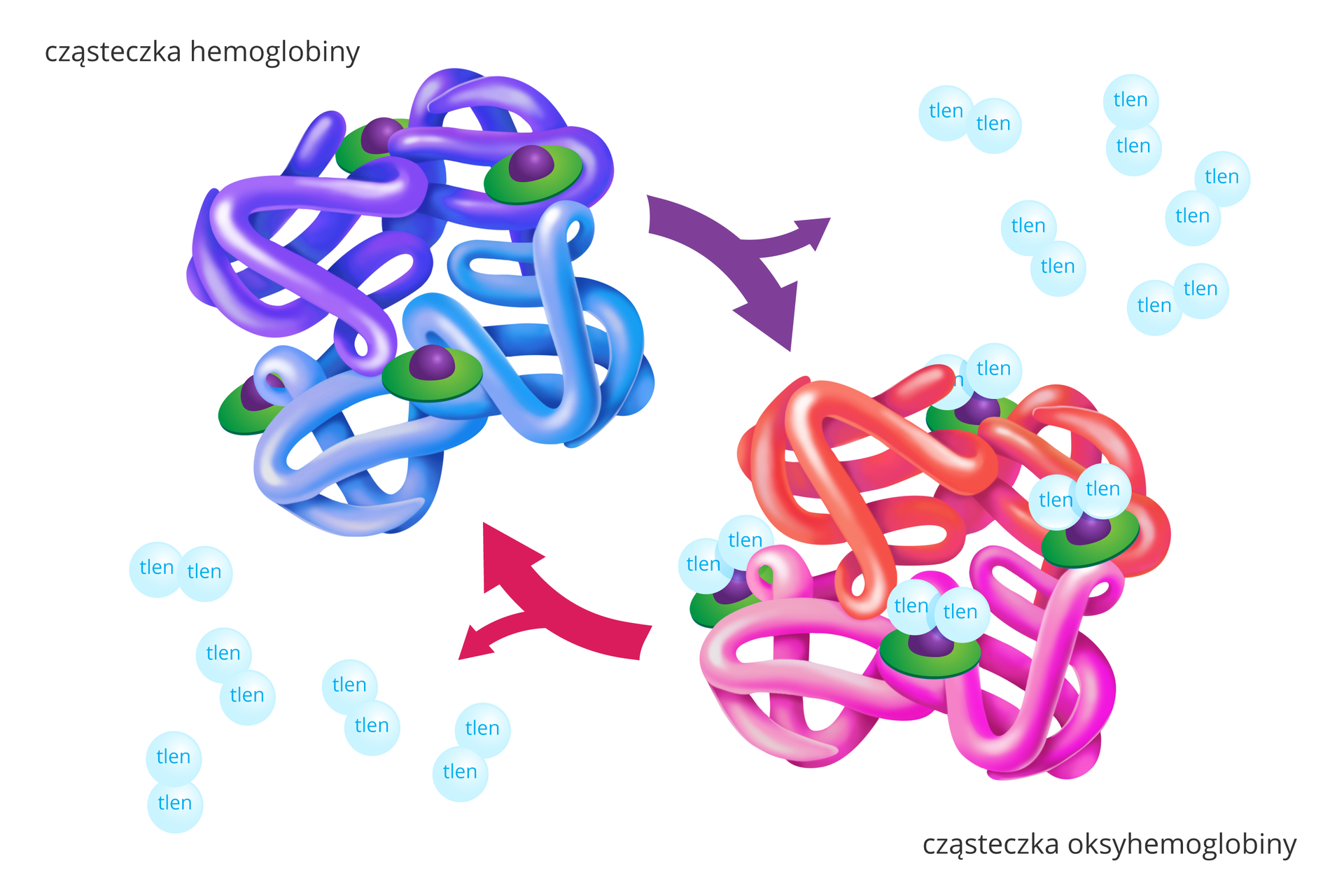 Ilustracja przedstawia cząsteczki chemiczne w formie kolorowych zwojów. Przy cząsteczkach błękitne kuleczki z napisem: tlen. Z lewej cząsteczka hemoglobiny. Składa się z dwóch zwojów fioletowych i dwóch błękitnych. Na nich zielone tarcze z fioletowymi guzkami. Fioletowe strzałki ukosem w dół do tlenu i cząsteczki oksyhemoglobiny. Ma dwa zwoje czerwone i dwa różowe. Do guzków na tarczach przyczepione po dwie kuleczki tlenu. Od niej ukosem w górę czerwona strzałka do hemoglobiny i w bok do tlenu.