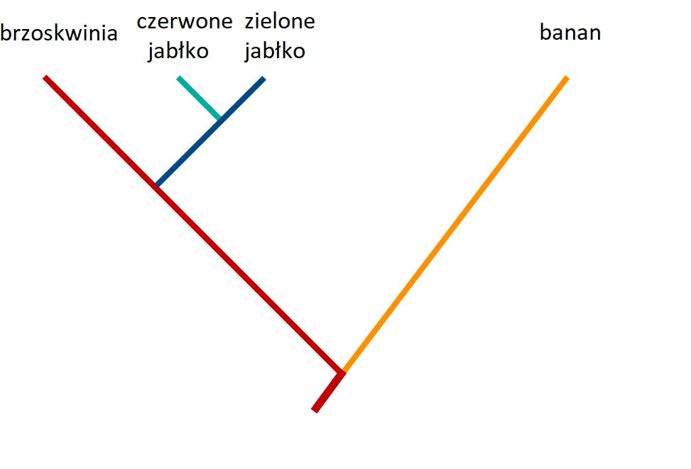 Rysunek przedstawia układ lini w kształcie litery V. Pierwsza linia jest czerwona i jest opisana jako linia brzoskwini. Druga linia, czyli prawe ramię litery V, jest pomarańczowa i opisana jako linia banana. Od pierwszego ramienia litery V odchodzą mniejsze ramienia, mniejszej litery V. Pierwsza linia jest turkusowa i jest opisana jako linia czerwonego jabłka. Druga, granatowa i opisana jako linia zielonego jabłka. 