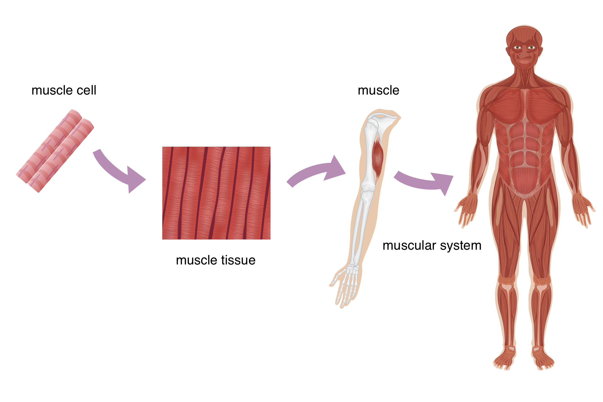 Schemat przedstawiający budowę układu mięśniowego człowieka. Schemat ułożono z czterech grafik między którymi są strzałki.Od lewej: komórka mięśniowa (muscle cell): dwie różowe pałeczki; tkanka mięśniowa (muscle tissue): ułożone pionowo podłużne cienkie pałeczki, przylegające do siebie; grafika szkieletu ręki z widocznym mięśniem (muscle); układ mięśniowy człowieka (muscular system.)