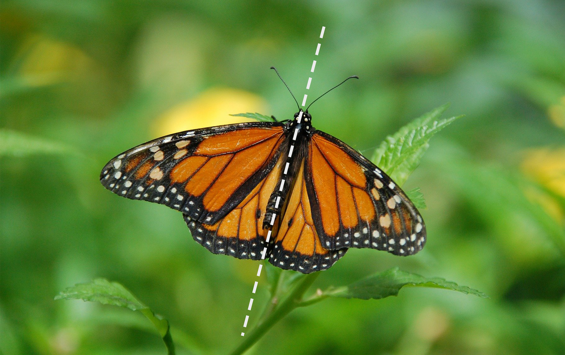 Przedstawiono fotografię motyla siedzącego na zielonej roślinie. Linią przerywaną zaznaczono oś symetrii, wzdłuż tułowia motyla.