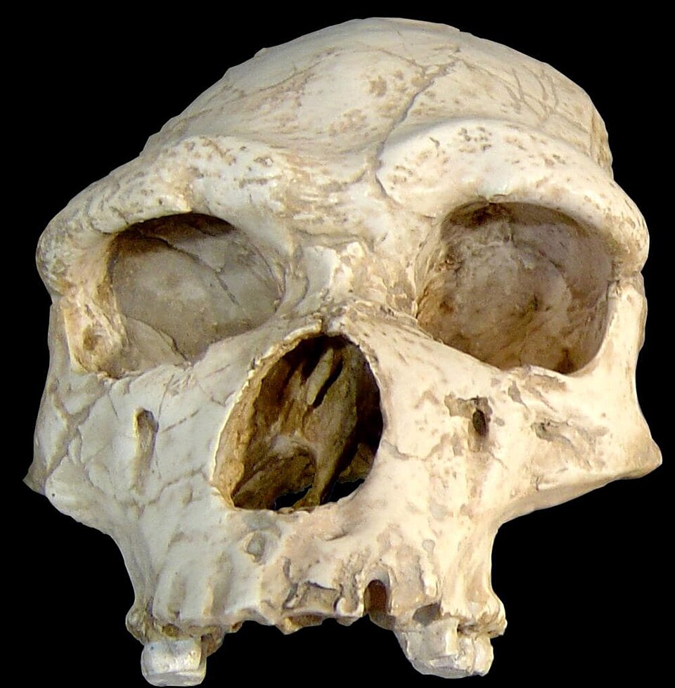 Na fotografii znajduje się górny fragment czaszki Homo erectus w kremowym kolorze. Ma okrągły kształt, posiada oczodoły oraz otwór w miejscu nosa. W górnej szczęce umieszczone są pojedyncze zęby.