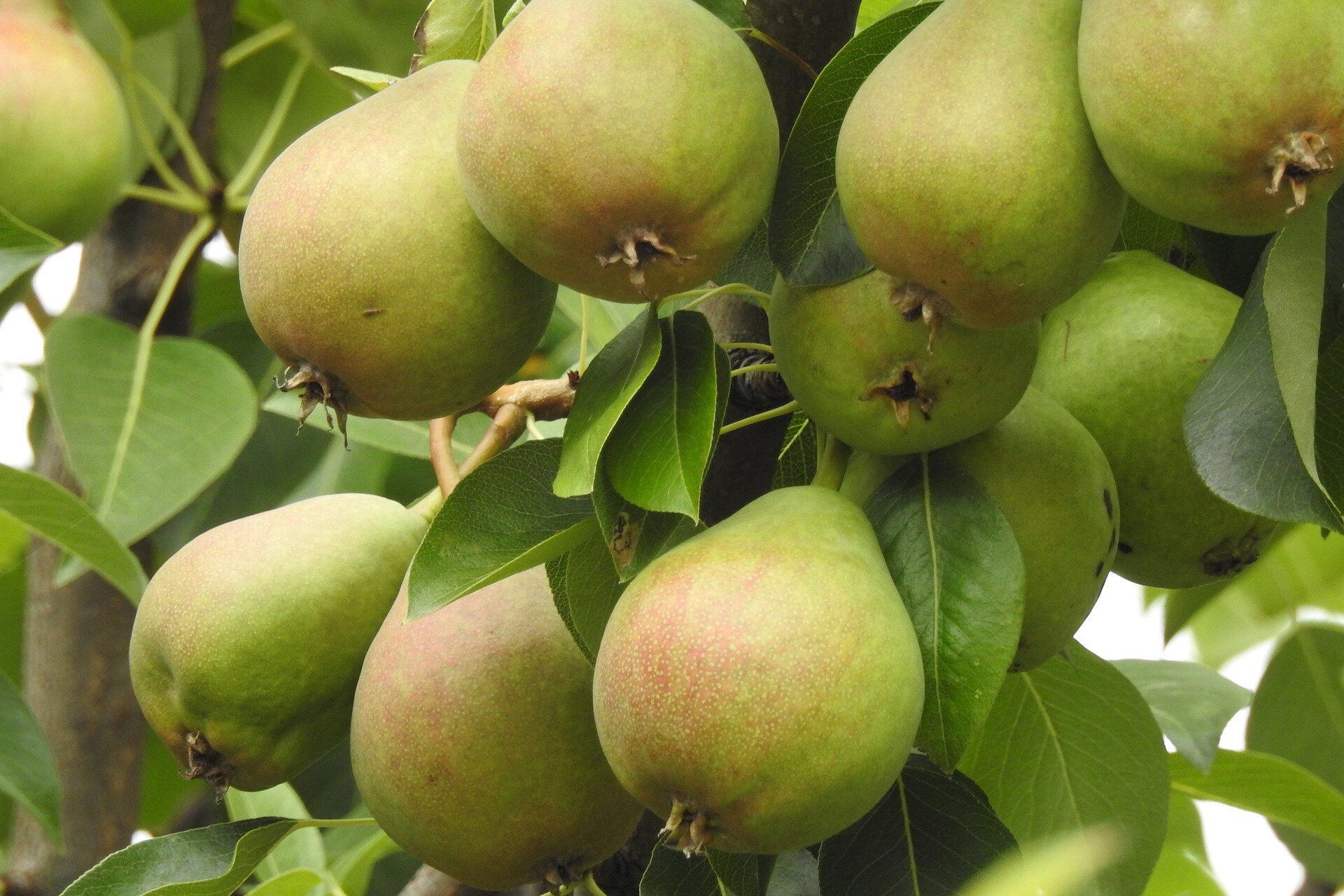 Na zdjęciu gruszki o dużych rozmiarach zwisające z gałęzi. Między nimi zielone liście sporych rozmiarów.