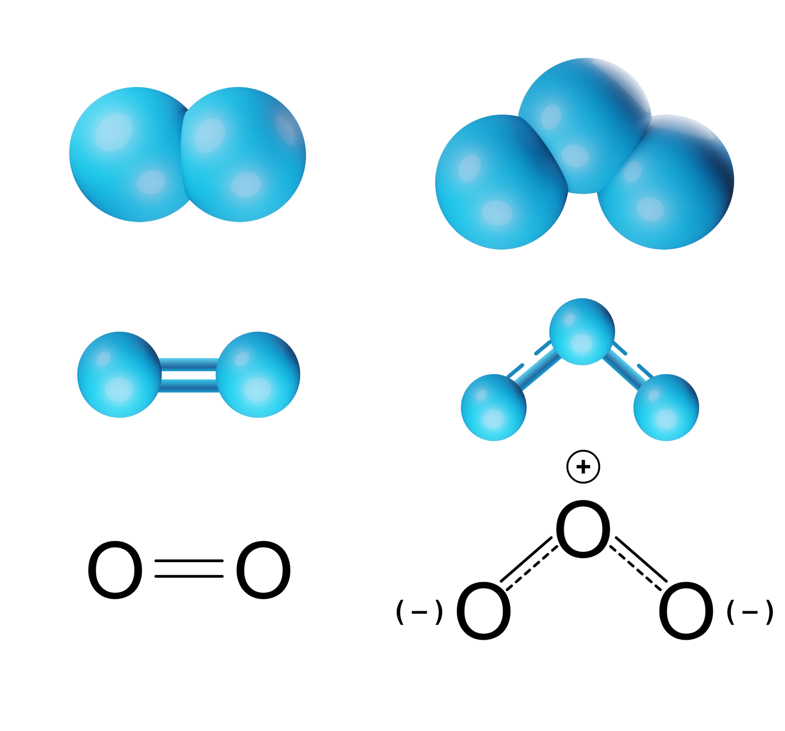 Ilustracja przedstawiająca cząsteczki tlenu oraz ozonu przedstawione w różny sposób. 1. Model kulkowy. Cząsteczkę tlenu stanowią dwie niebieskie stykające się ze sobą kule, to jest dwa atomy tlenu. Cząsteczkę ozonu tworzą trzy niebieskie kule stykające się ze sobą tak, że tworzą kąt rozwarty wynoszący poniżej 120 stopni. 2. Model pręcikowo kulkowy. Cząsteczkę tlenu stanowią dwie niebieskie kulki, to atomy tlenu, połączone ze sobą za pomocą wiązania podwójnego, które symbolizują dwa pręciki łączące kulki.  Cząsteczkę ozonu tworzą trzy kulki połączone pierwsza z drugą za pomocą jednego pręcika oraz pręcika przerywanego, druga z trzecią również za pomocą jednego pełnego pręcika i jednego przerywanego pręcika. Atomy tworzą kąt wynoszący 116,8 stopnia. 3. Zapis strukturalny. Cząsteczka tlenu zbudowana z dwóch atomów tlenu O połączonych za pomocą wiązania podwójnego, dwie poziome kreski łączące atomy tlenu. Cząsteczka ozonu trzy połączone ze sobą za pomocą wiązań pojedynczych i przerywanych linii stanowiących o niepełnym wiązaniu oraz występowaniu rezonansu, gdzie atom środkowy obdarzony jest cząstkowym ładunkiem dodatnim, zaś dwa skrajne atomy tlenu posiadają cząstkowe ładunki ujemne.