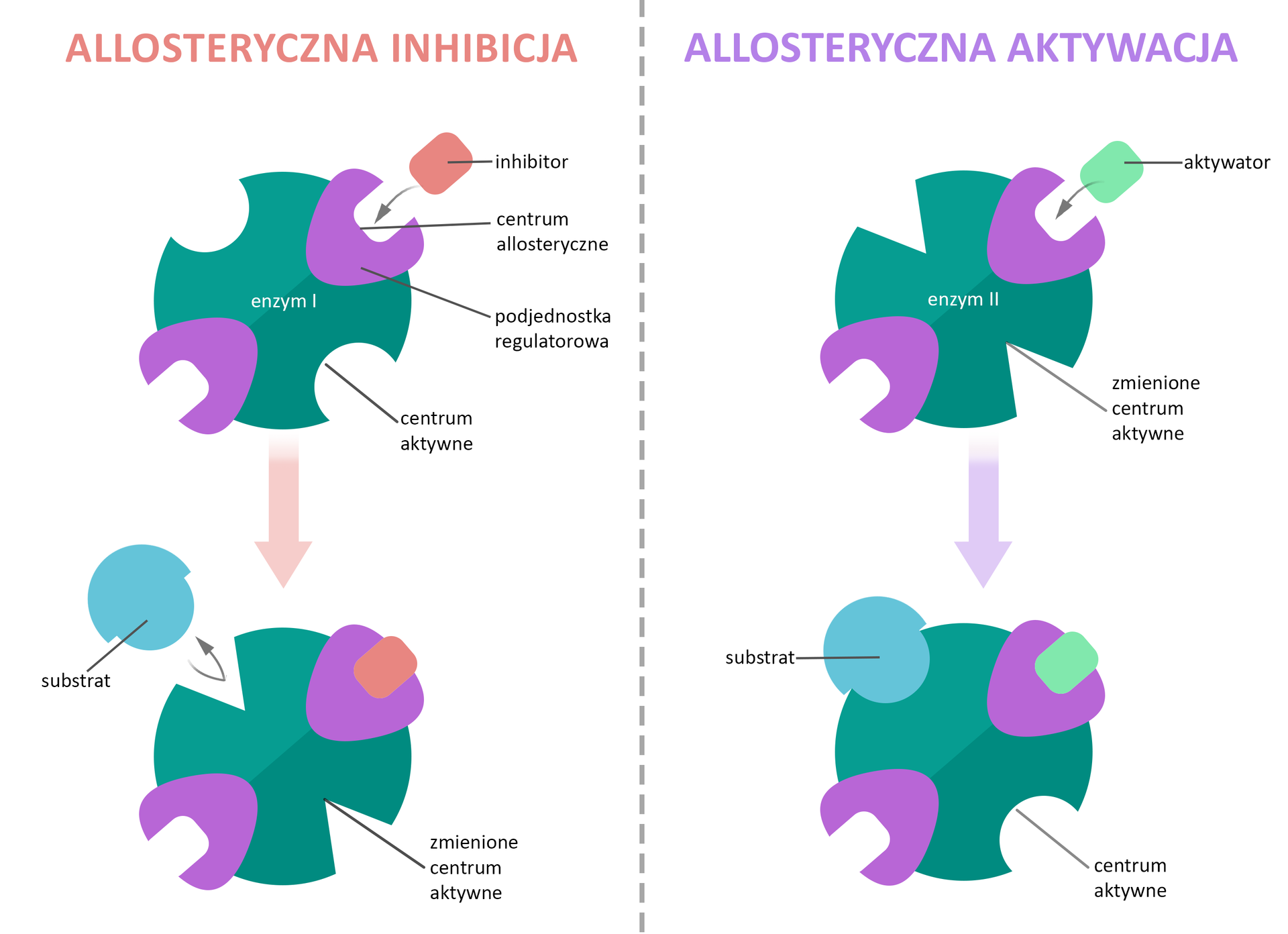 Schemat przedstawia allosteryczne hamowanie oraz allosteryczną aktywację. W allosterycznym hamowaniu po przyłączeniu inhibitora do centrum allosterycznego enzymu zmienia się kształt centrum aktywnego na niepasujący do substratu. W allosterycznej aktywacji początkowo centrum aktywne enzymu ma kształt niepasujący do substratu, a po przyłączeniu aktywatora centrum aktywne zmienia kształt na pasujący do kształtu substratu.