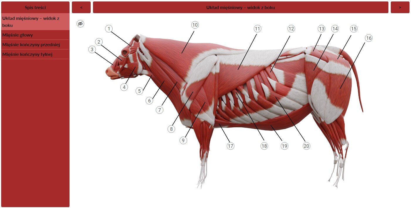 Przykładowy widok  ogólny zbioru ilustracji. W lewej kolumnie koloru czerwonego znajdują się zakładki prowadzące do poszczególnych opisów. W kolumnie po prawej widoczny jest wyświetlany element. Na środku znajduje się grafika układu mięśniowego krowy. Jest to krowa z zaznaczonymi mięśniami koloru czerwonego lub jasnoszarego. Każdy ważniejszy mięsień jest oznaczony linią i liczbą w białym kółku. Takich liczb jest dwadzieścia.