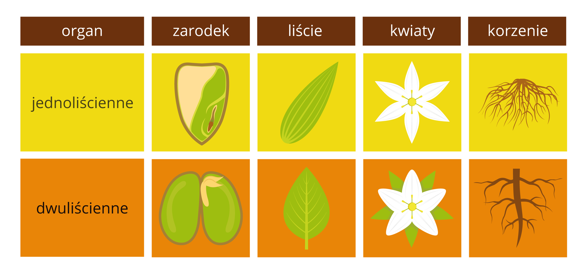 Ilustracja przedstawia porównanie cech roślin jednoliściennych (żółte prostokąty) i dwuliściennych (pomarańczowe prostokąty) w formie tabeli. U góry w brązowych prostokątach wypisano porównywane organy. W żółtych i pomarańczowych kolumnach znajdują się rysunki organów roślin.