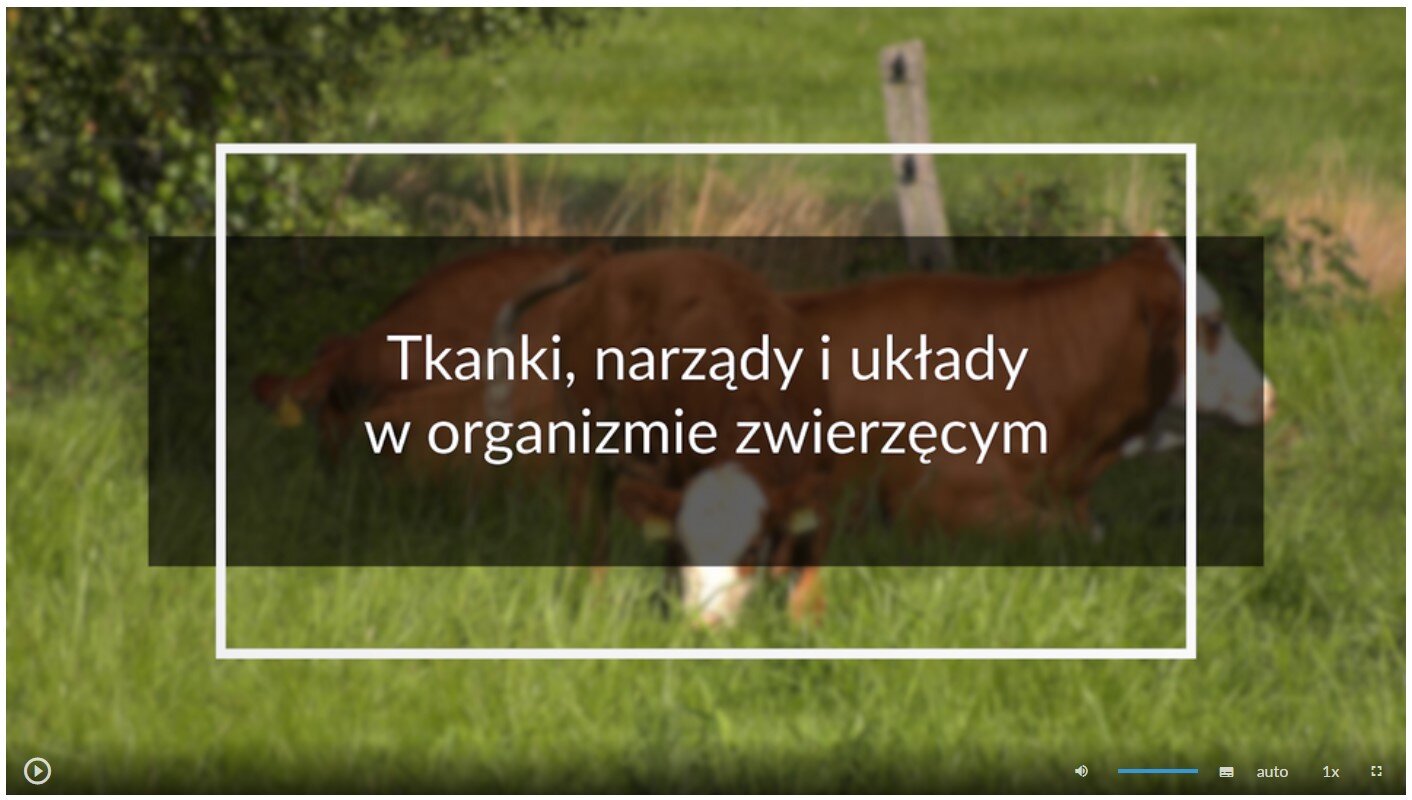 Zdjęcie przedstawia wygląd ekranu odtwarzania filmu. Ekran startowy przedstawia pasące się na łące krowy. Na tle zdjęcia umieszczono tytuł filmu: Tkanki, narządy i układy w organizmie zwierzęcym. W dolnej części ekranu znajdują się ikony z różnymi opcjami. W lewym dolnym rogu widać ikonę trójkąta w kółku. Jest to ikona włączania odtwarzania filmu. Kolejna ikona znajduje się dopiero w połowie ekranu dolnego paska. Jest to ikona megafonu. Obok niej widać niebieski pasek, który oznacza poziom głośności. Dalej znajduje się mały biały prostokąt z czarnymi paskami w jego dolnej części. Pozwala ona na włączenie napisów. Kolejna ikona to napis auto, która umożliwia wybranie jakości filmu. Obok niej widać ikonę jedynki z iksem. Po kliknięciu na nią można wybrać szybkość odtwarzania filmu. Ostatnia ikona to kreski tworzące kwadrat. Kreski te tworzą jedynie krawędzie kwadratu. Jest to opcja włączania trybu pełnoekranowego.