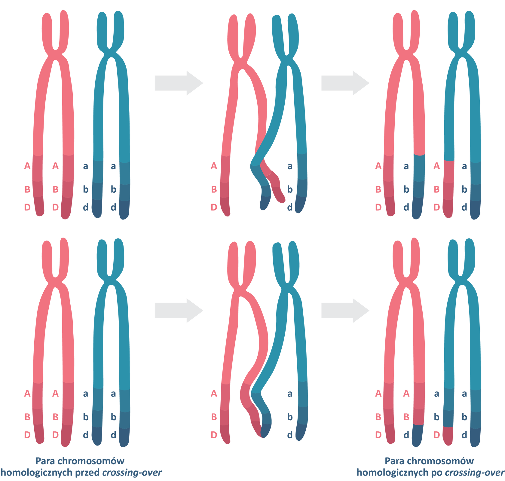 Grafika przedstawia dwie pary chromosomów homologicznych przed i po crossing‑over. Chromosomy kształtem przypominają literę x. Pierwsza para chromosomów homologicznych składa się z jednego różowego chromosomu, który w dolnej części ramion ma zapisane oznaczenia: duże A, duże B, duże D oraz niebieskiego chromosomu, który w dolnej części ramion ma zapisane oznaczenia: małe a, małe b, małe d. Strzałka w prawo. Dolne części wewnętrznych ramion chromosomu różowego i niebieskiego krzyżują się ze sobą. Strzałka w prawo. W wyniku crossing‑over doszło do krzyżowej wymiany fragmentów chromosomów między chromosomami homologicznymi. Chromosom różowy posiada jedno ramię różowe oznaczone literami: duże A, duże B, duże D i drugie ramię niebieskie oznaczone literami: małe a, małe b, małe d. Znajdujący się obok chromosom niebieski posiada z kolei jedno ramię różowe oznaczone literami: duże A, duże B, duże D i drugie ramię niebieskie, oznaczone literami: małe a, małe b, małe d. Poniżej znajduje się druga para chromosomów homologicznych składająca się z jednego różowego chromosomu, który w dolnej części ramion ma zapisane oznaczenia: duże A, duże B, duże D oraz niebieskiego chromosomu, który w dolnej części ramion ma zapisane oznaczenia: małe a, małe b, małe d. Strzałka w prawo. Zakończenia wewnętrznych ramion chromosomu różowego i niebieskiego stykają się ze sobą. Strzałka w prawo. W wyniku crossing‑over doszło do wymiany niewielkiego fragmentu chromosomu między chromosomami homologicznymi. Chromosom różowy, którego jedno całe dolne ramię jest różowe ma oznaczenia: duże A, duże B, duże D i drugie ramię różowe z niebieskim zakończeniem oznaczone literami: duże A, duże B, małe d. Znajdujący się obok homologiczny chromosom niebieski posiada jedno dolne ramię niebieskie z zakończeniem różowym oznaczone literami: małe a, małe b, duże D i drugie ramię całe niebieskie, oznaczone literami: małe a, małe b, małe d.