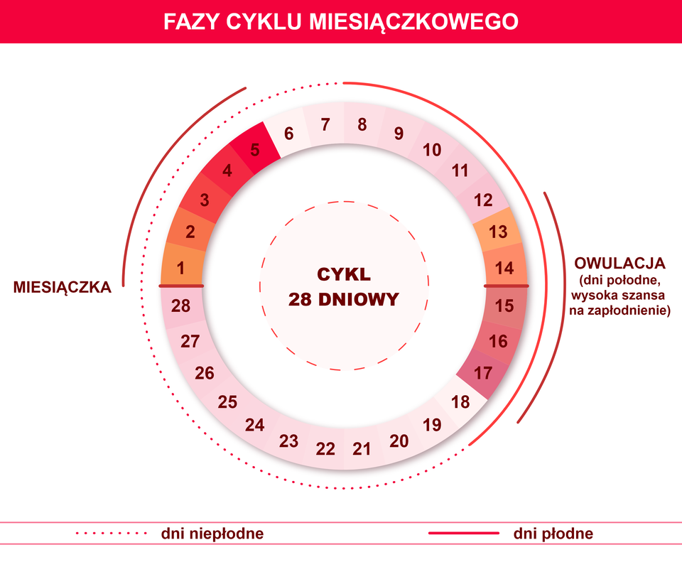Na ilustracji jest cykl miesiączkowy 28‑dniowy. Pomiędzy pierwszym a piątym dniem zaznaczono miesiączkę, pomiędzy trzynastym a siedemnastym dniem owulację - to dni płodne, wysoka szansa na zapłodnienie. Dni płodne zaznaczono od ósmego do końca osiemnastego dnia. Pozostałe dni są niepłodne, czyli od pierwszego do początku ósmego dnia oraz od końca osiemnastego dnia do dwudziestego ósmego dnia.  
