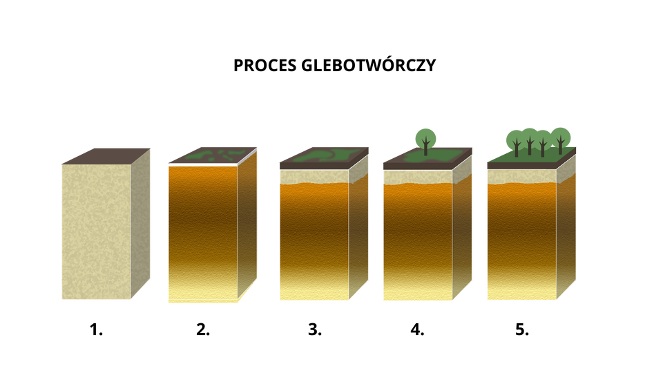 Grafika przedstawia pięć etapów procesu powstawania gleby:
Pierwszy etap: Na powierzchni jasnej skały macierzystej pojawia się bardzo cienka, ciemniejsza warstwa próchnicy.
Drugi etap: Na powierzchni warstwy próchnicy pojawiają się pierwsze, niewielkie skupiska roślinności.
Trzeci etap: Warstwa próchnicy stopniowo się pogrubia, pod nią widoczna jest wyraźna warstwa mineralna, a roślinność staje się bardziej rozproszona i bujniejsza.
Czwarty etap: Na dobrze wykształconej glebie rośnie pierwsze drzewo, a warstwy gleby są wyraźnie zróżnicowane.
Piąty etap: Gleba jest w pełni wykształcona, widoczna jest gęsta roślinność – kilka drzew rośnie na grubej warstwie próchnicy, pod którą znajduje się jasna warstwa mineralna oraz skała macierzysta.