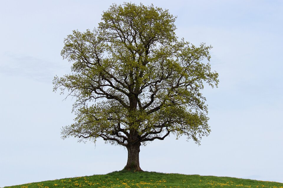 Zdjęcie przedstawia drzewo z zielonymi liśćmi. Stoi na środku łąki. Rosną na niej żółte kwiatki. Niebo jest błękitne bez żadnej chmury.