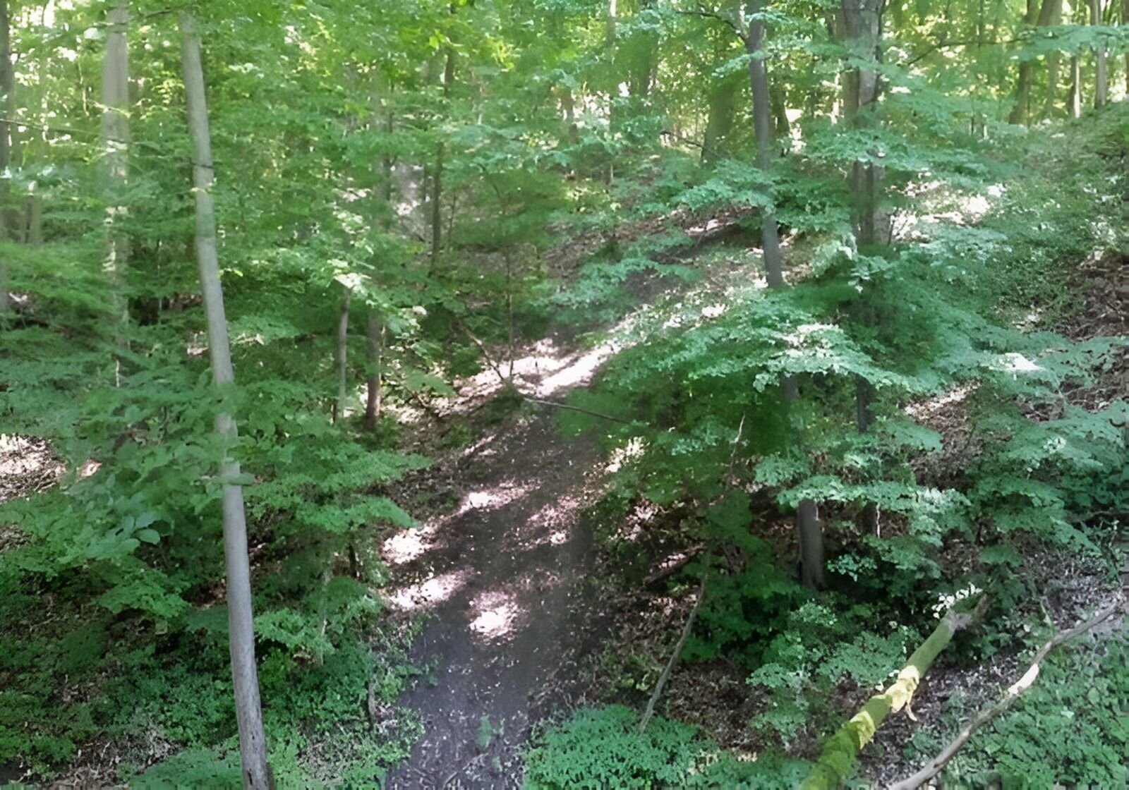 Zdjęcie przedstawia pagórek porośnięty drzewami. 