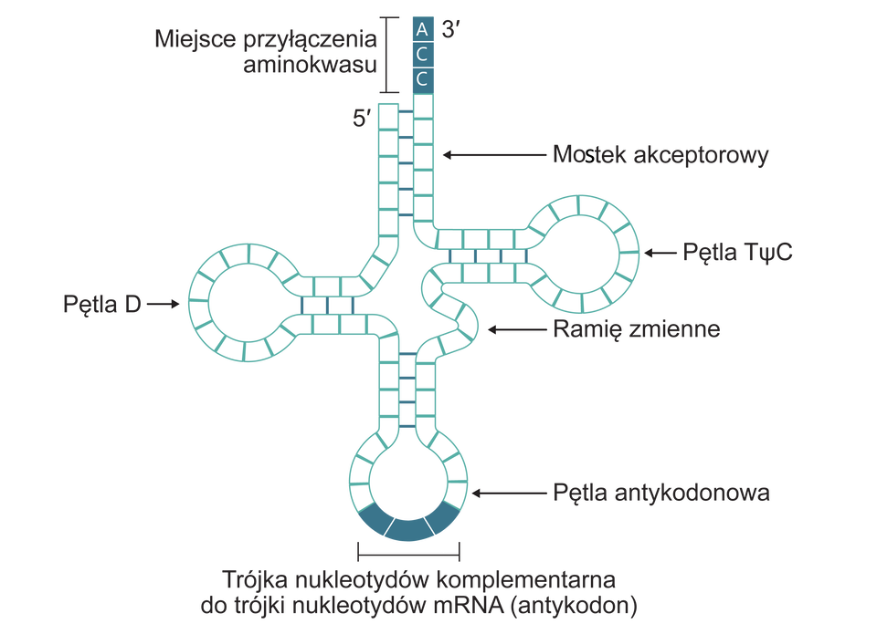 Ilustracja ukazuje, że cząsteczka tRNA złożona jest z czterech charakterystycznych pętli – są to formy przestrzenne jednoniciowego tRNA powstałe w wyniku sparowania nukleotydów wiązaniami wodorowymi u podstawy pętli. Reguła parowania nukleotydów w tRNA jest zgodna z zasadą komplementarności Watsona–Cricka. Model cząsteczki usytuowany na planie krzyża, składa się z dwóch rzędów odcinków tworzących wstęgę, która ma kolor biały; dolne oraz boczne ramiona są zakończone okrągłymi przestrzeniami. W górnej części górnego ramienia z prawej strony wystają do góry trzy odcinki pokolorowane na zielono, podpisane jako: miejsce przyłączenia aminokwasu z cyfrą 3 indeks górny przecinek. Na tych odcinkach znajdują się litery A,C, C; z lewej strony tego ramienia występuje napis: 5 indeks górny kreska. Odcinek pod literami ACC podpisany jest jako mostek akceptorowy. W dolnym ramieniu, na spodniej części zaokrąglonej przestrzeni podpisanej jako pętla antykodonowa znajdują się również trzy zielone odcinki z podpisem: trójka nukleotydów komplementarna do trójki nukleotydów mRNA (antykodon). Dwie wstęgi, z których składa się każde ramię krzyża łączą linie – w górnym ramieniu występuje pięć linii, w prawym cztery linie, w lewym trzy linie a w dolnym cztery linie. Prawe ramię krzyża z okrągłym zakończeniem podpisanym jako pętla T Psi C znajduje się trochę wyżej niż lewe, podpisane jako pętla D. Występuje pod nim niewielkie wybrzuszenie – ramię zmienne. 