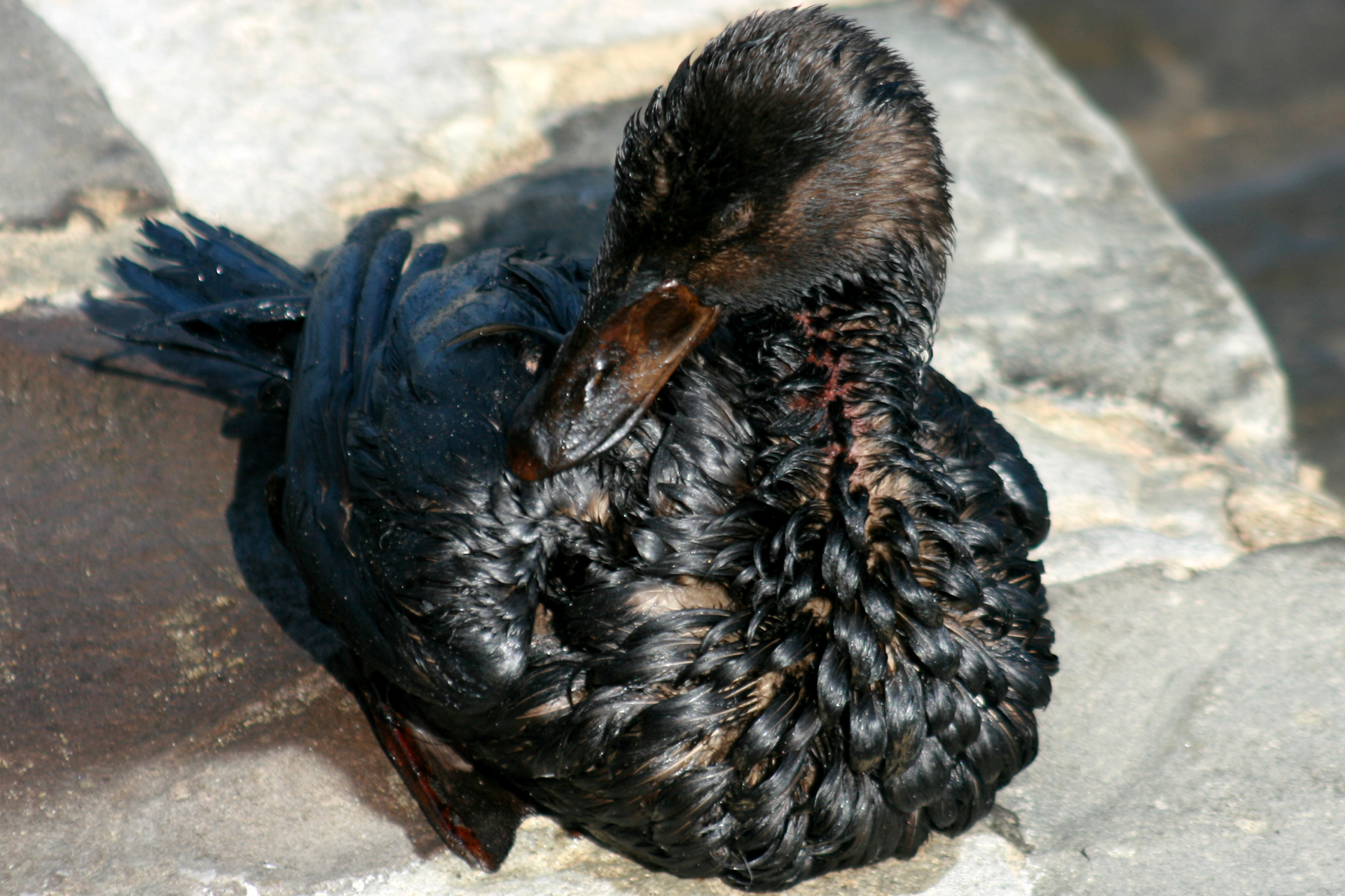 Fotografia prezentuje kaczkę pokrytą czarna ropa naftową.