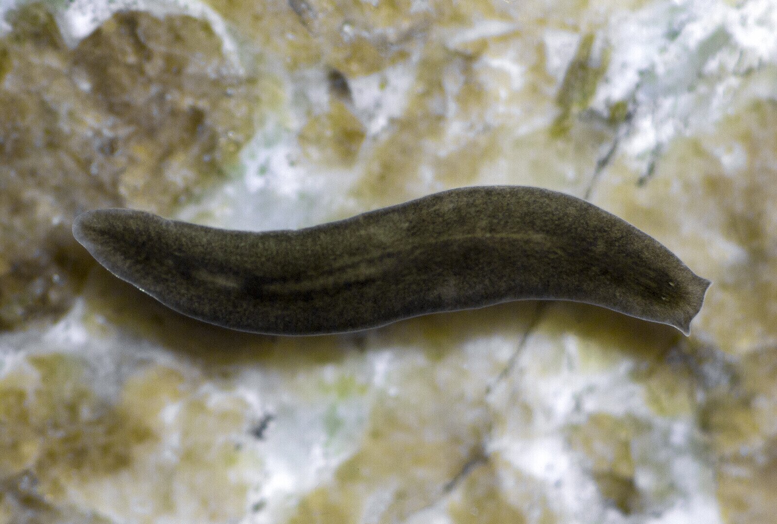 Zdjęcie przedstawia wypławka alpejskiego. Posiada podłużne, brązowo‑zielone ciało, o tępo zakończonym przodzie.